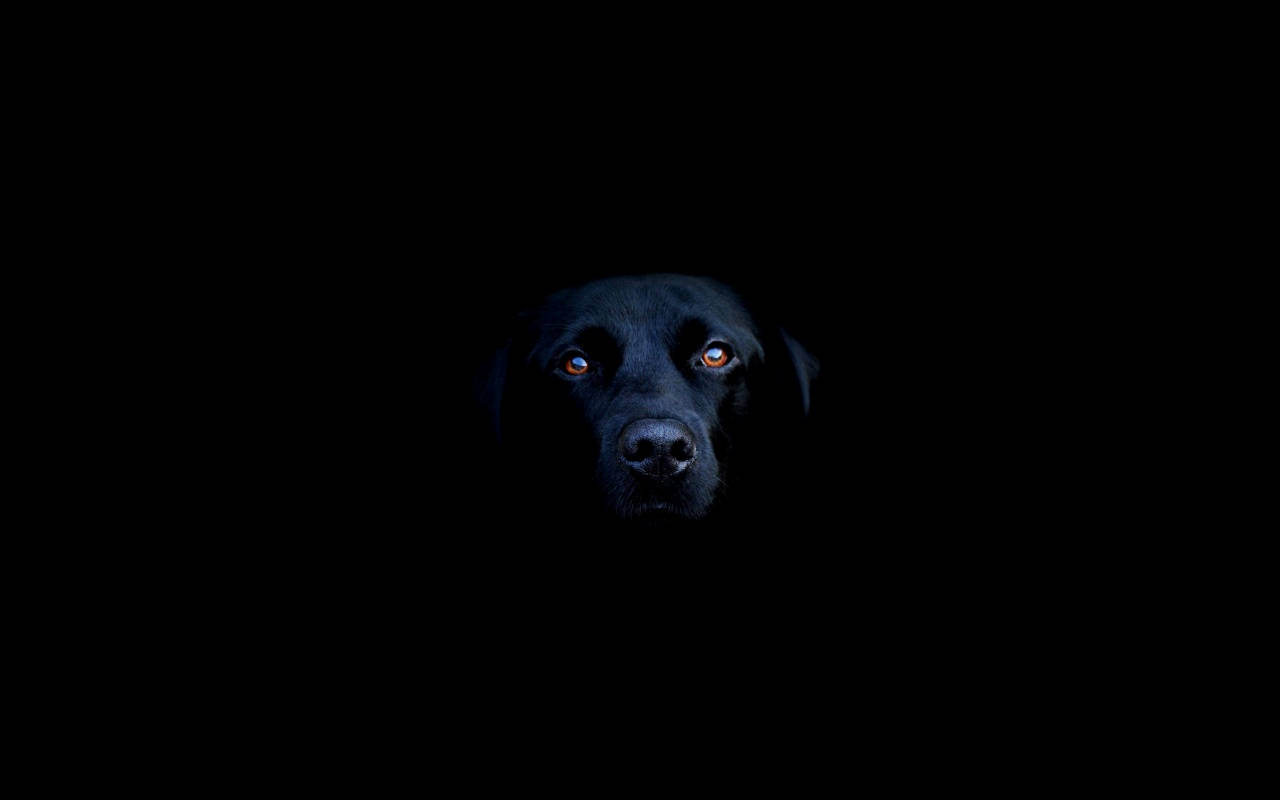 Itim na Labrador na Astig Wallpaper