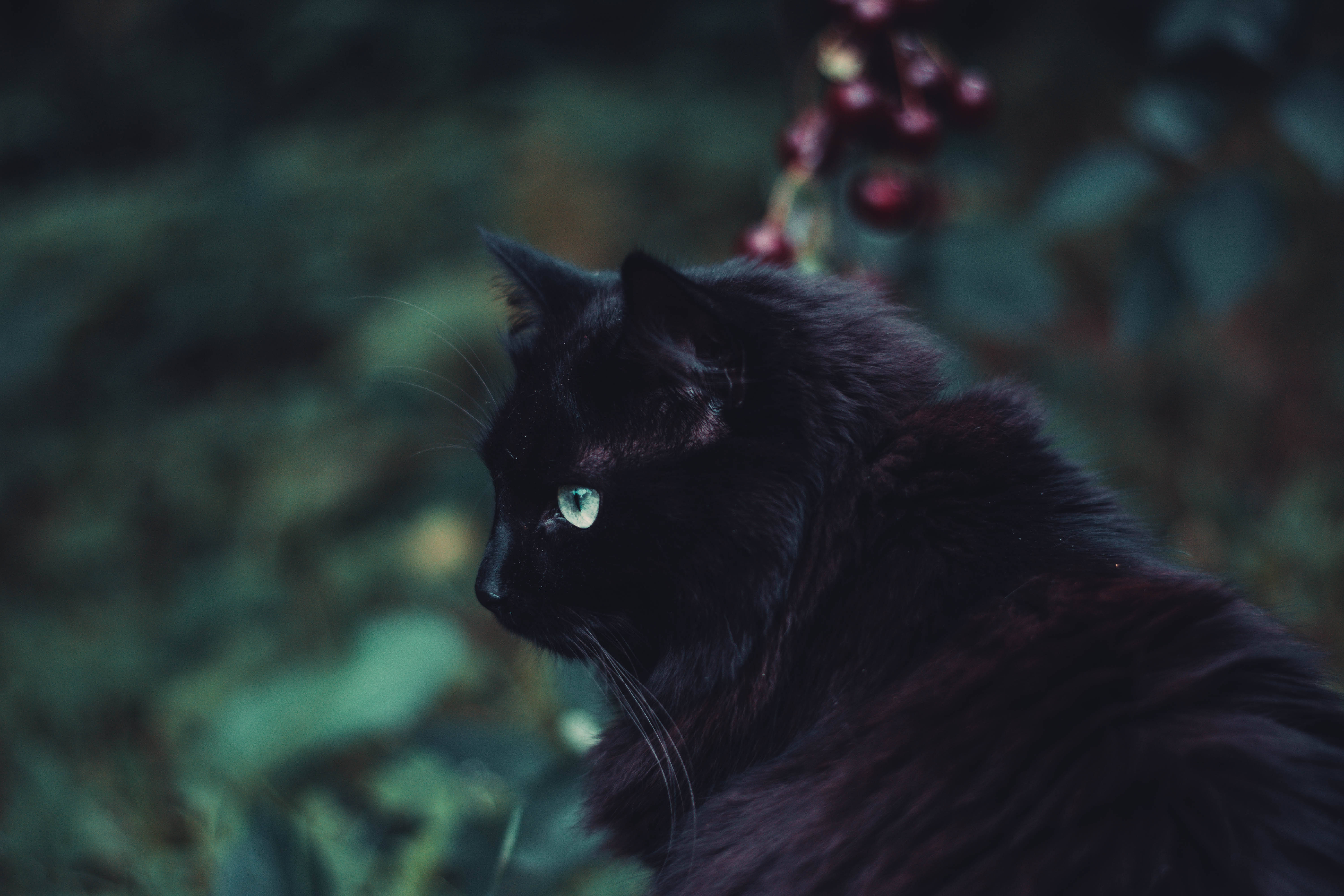 Itim na Mabalahibong Pusa na Hayop Wallpaper