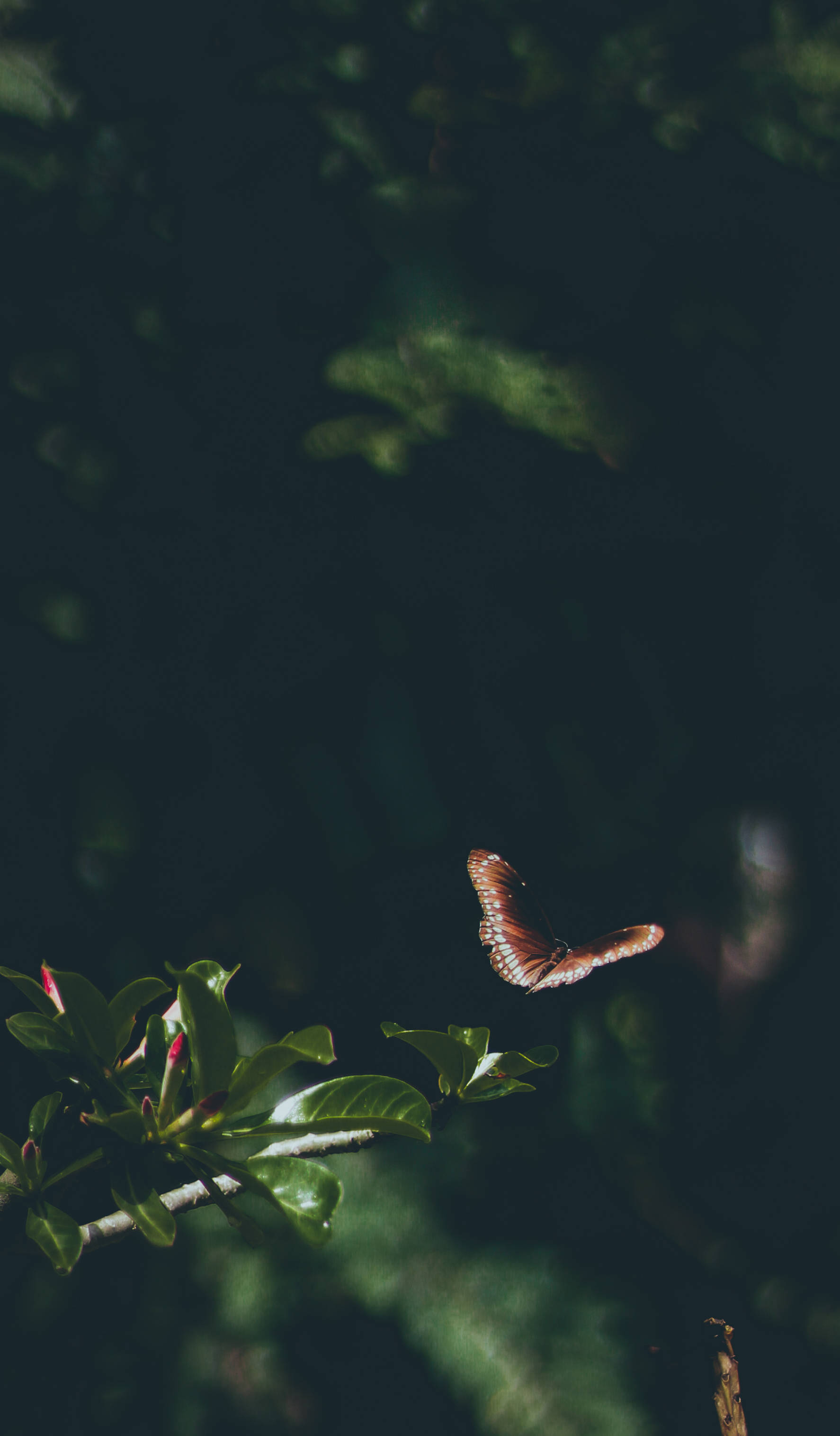 Itim na Paruparo Madilim 4K Wallpaper