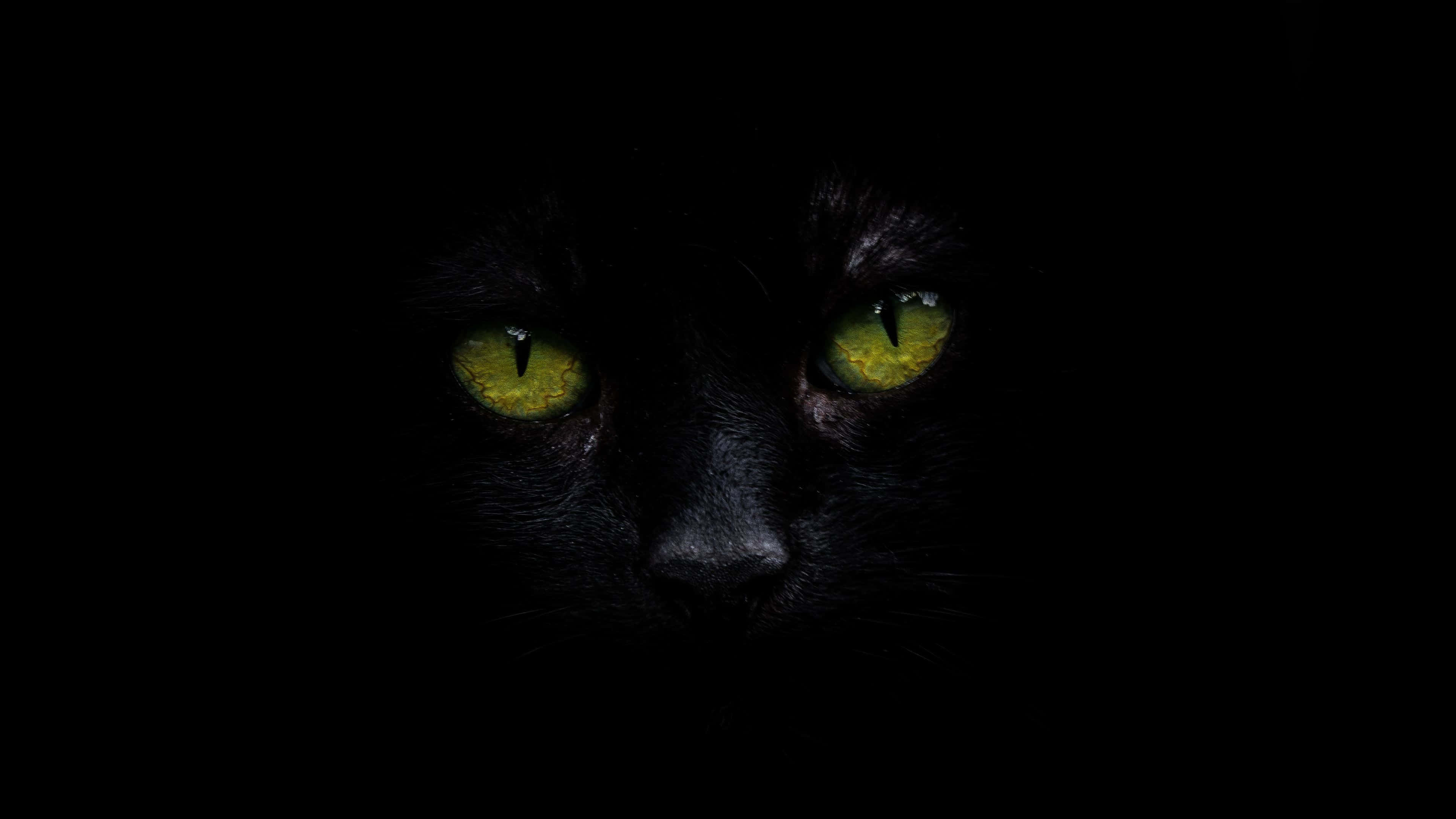 Itim na Pusa 4K OLED Background Wallpaper