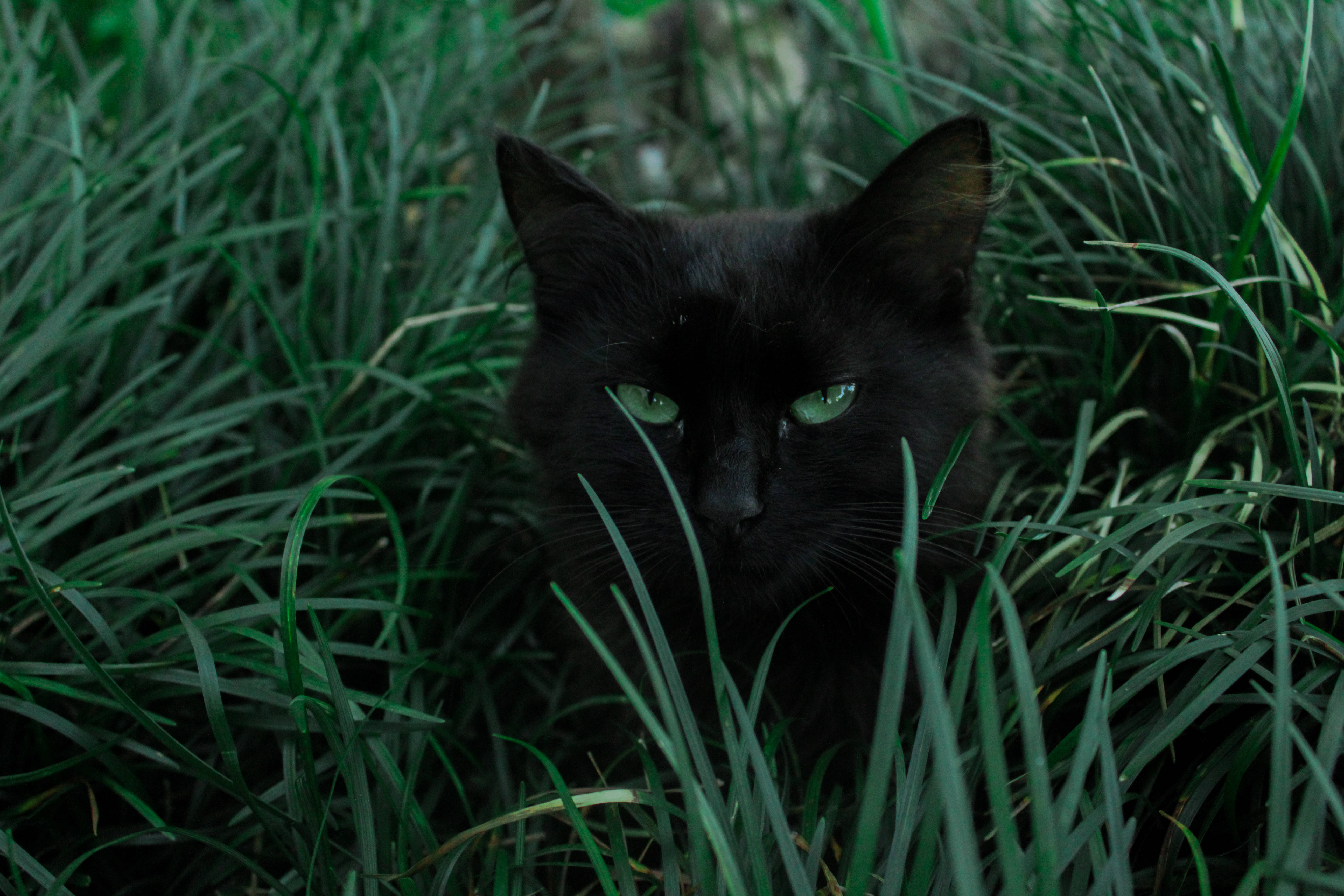 Itim na Pusa at mga Luntiang Damo Wallpaper