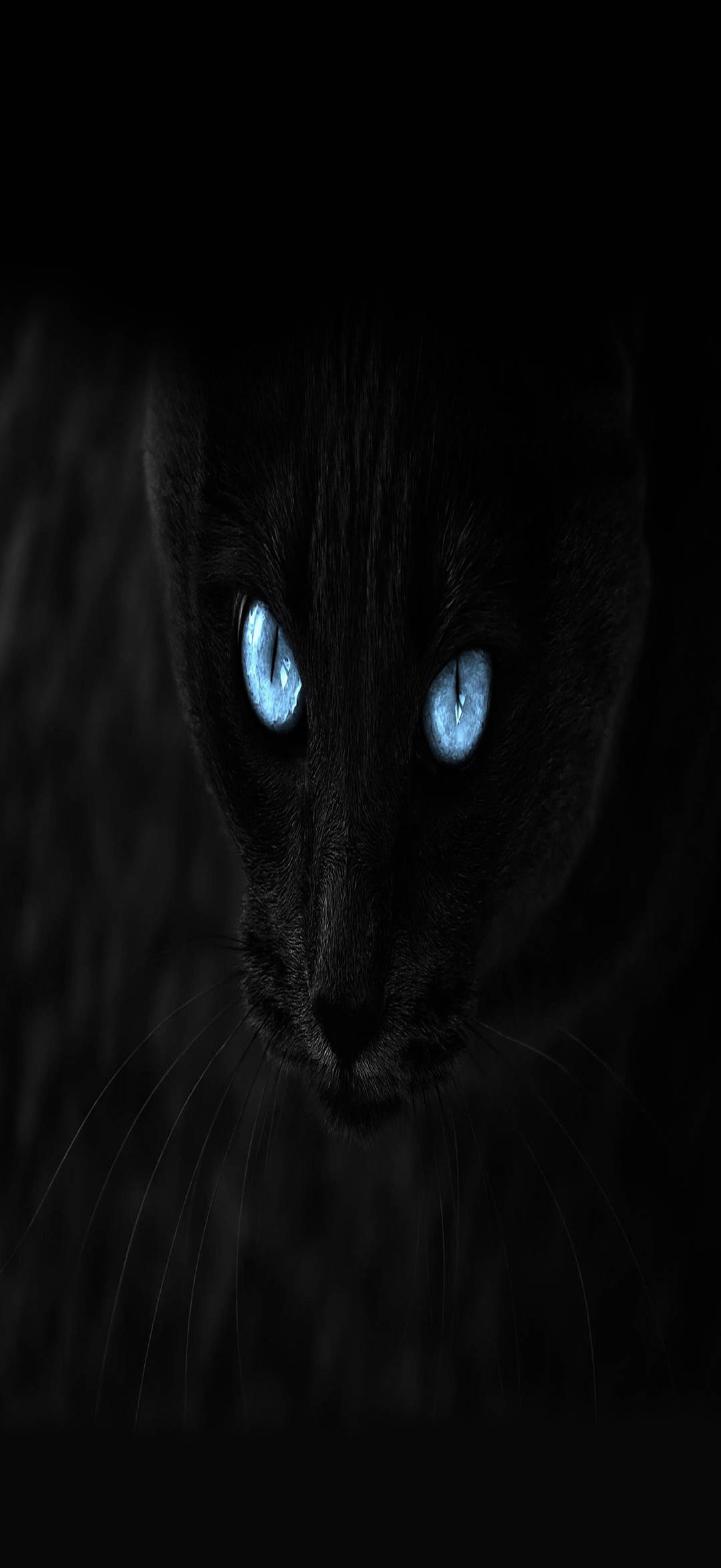 Itim na Pusa Full HD Phone Wallpaper