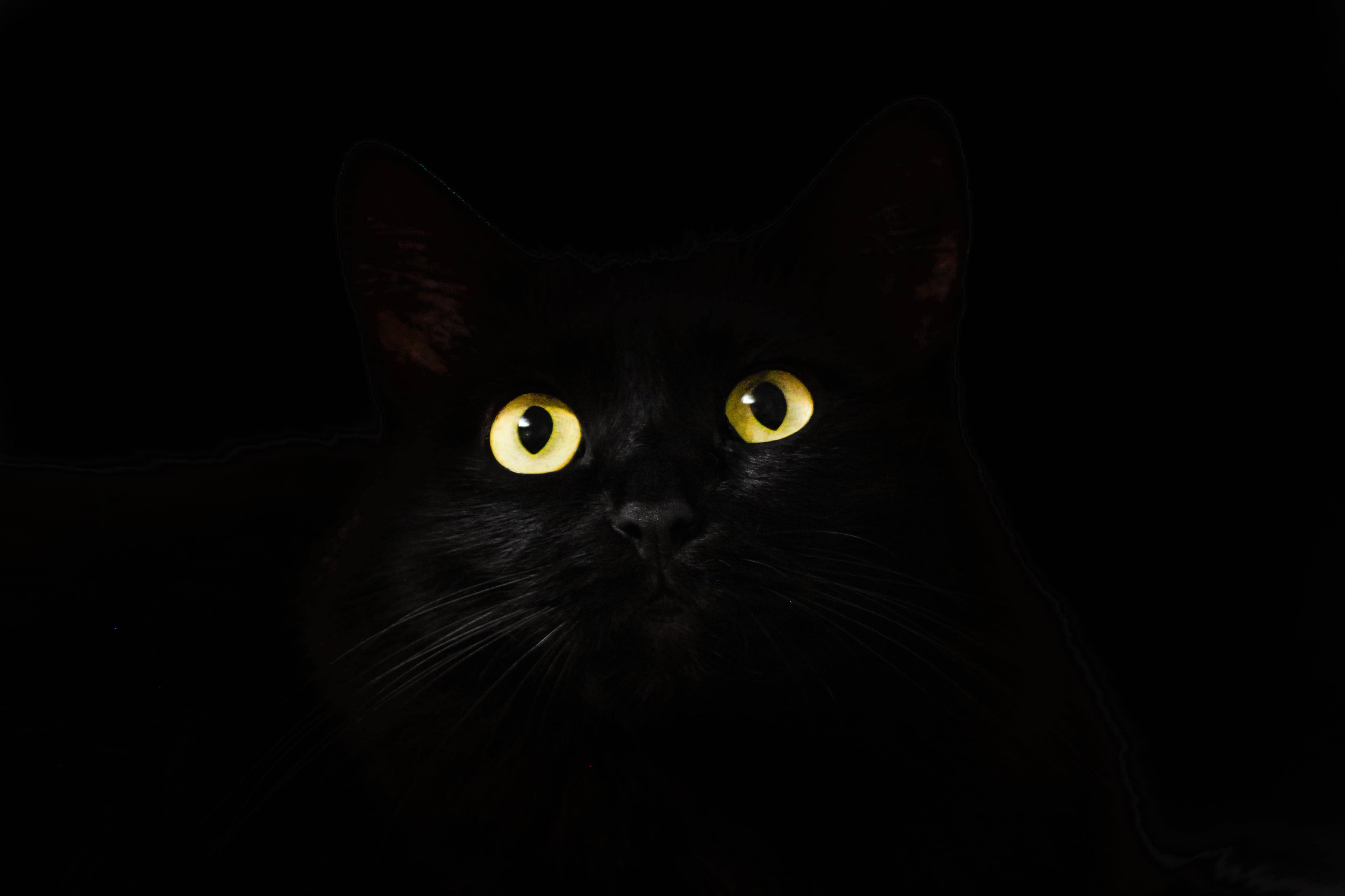Itim na Pusa na Black and White PFP Wallpaper