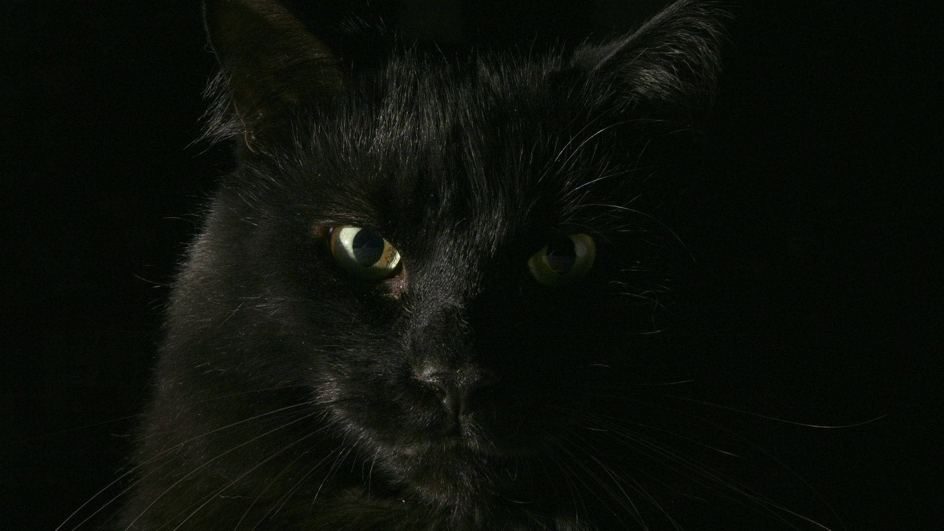 Itim na Pusa na Hayop Close-up Wallpaper