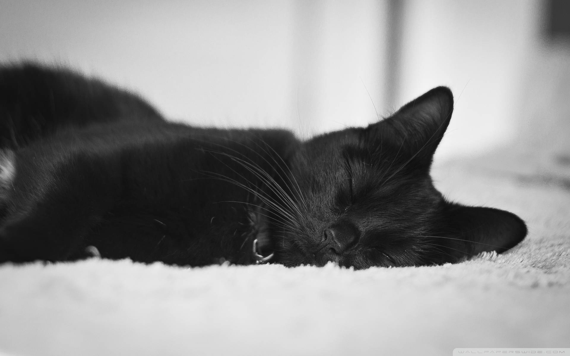 Itim na Pusa na Mahimbing na Natutulog Wallpaper