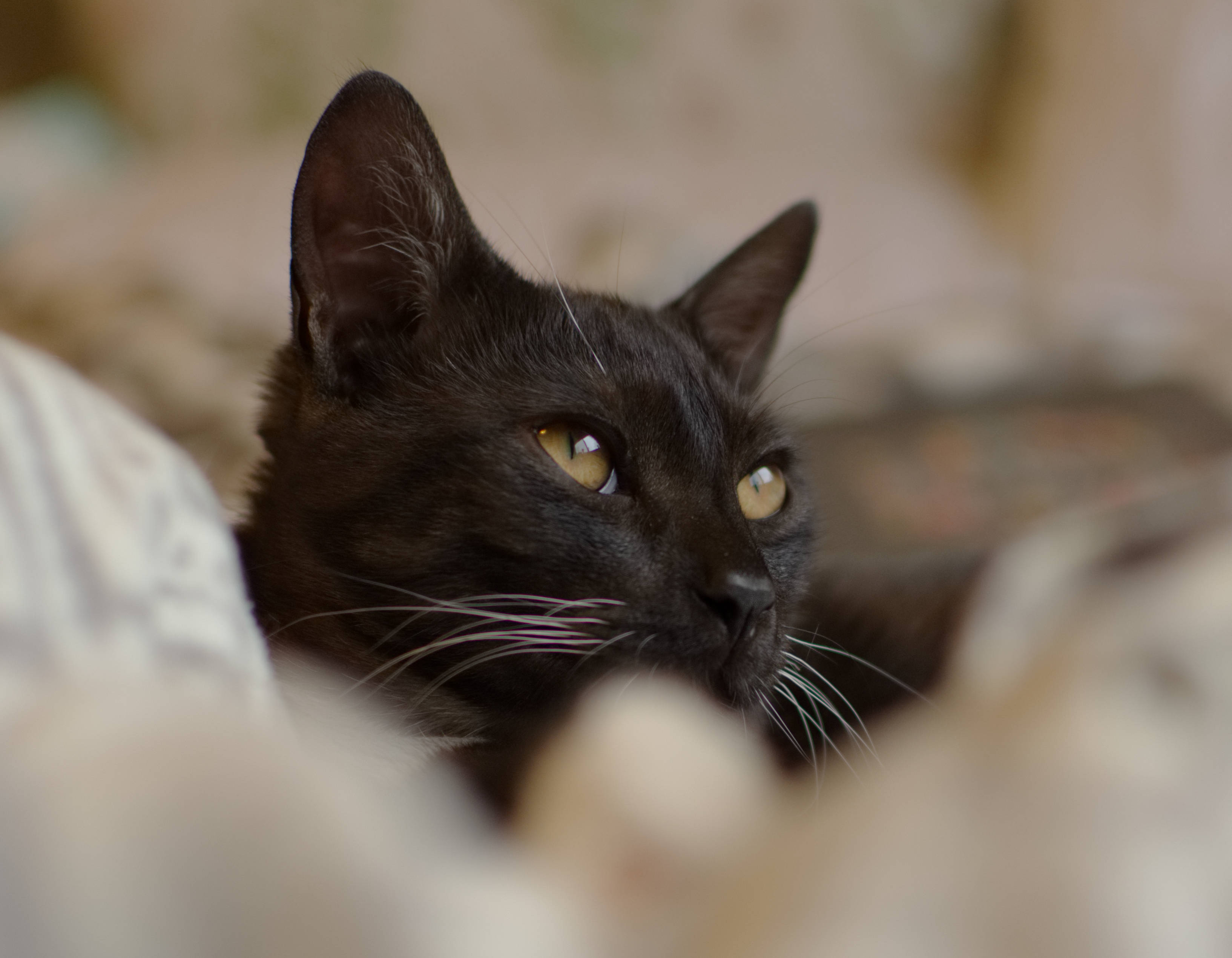 Itim na Pusa na Nakatingin sa Malayo Wallpaper