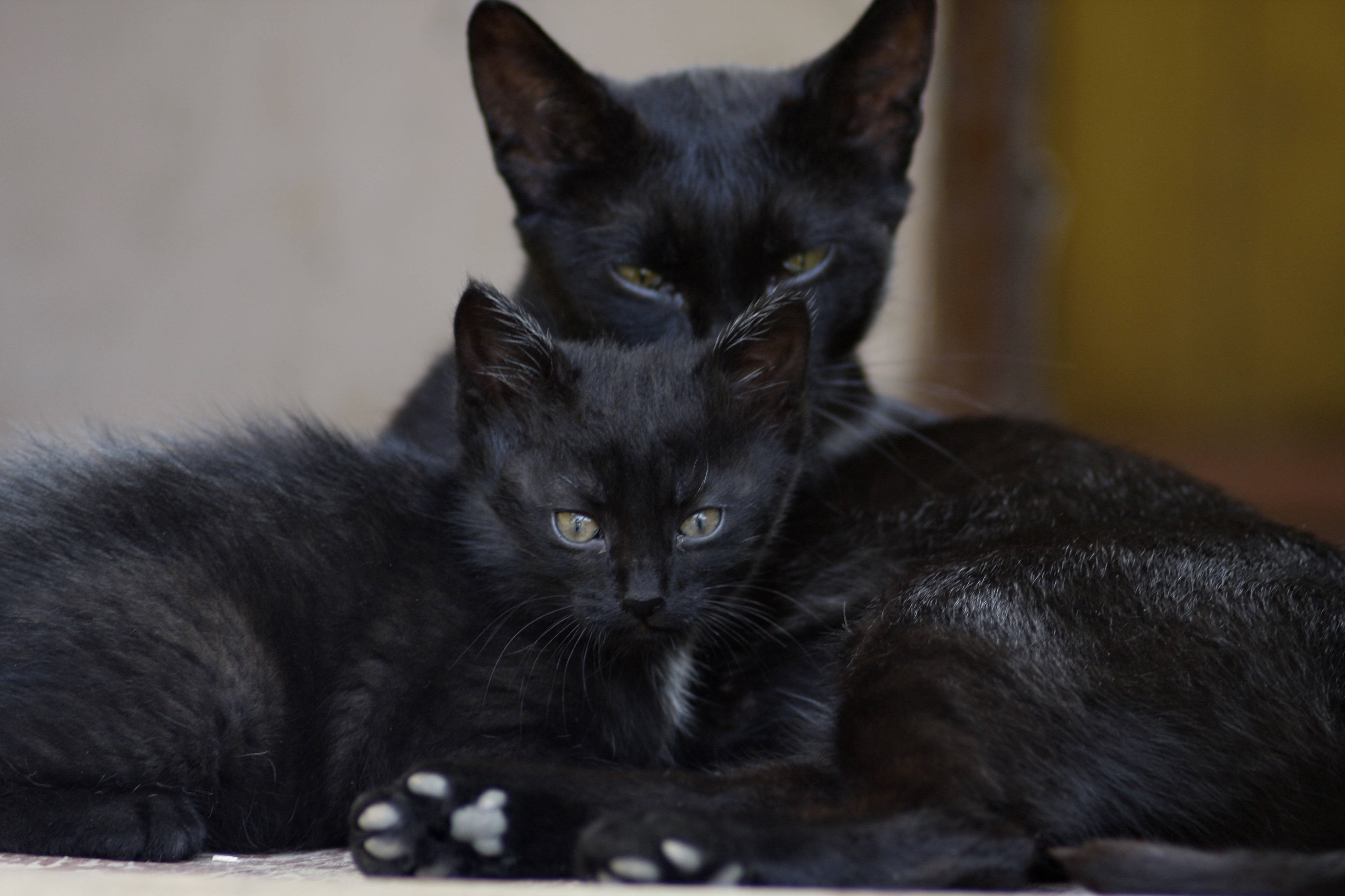Itim na Pusa na Pamilya ng mga Hayop Wallpaper
