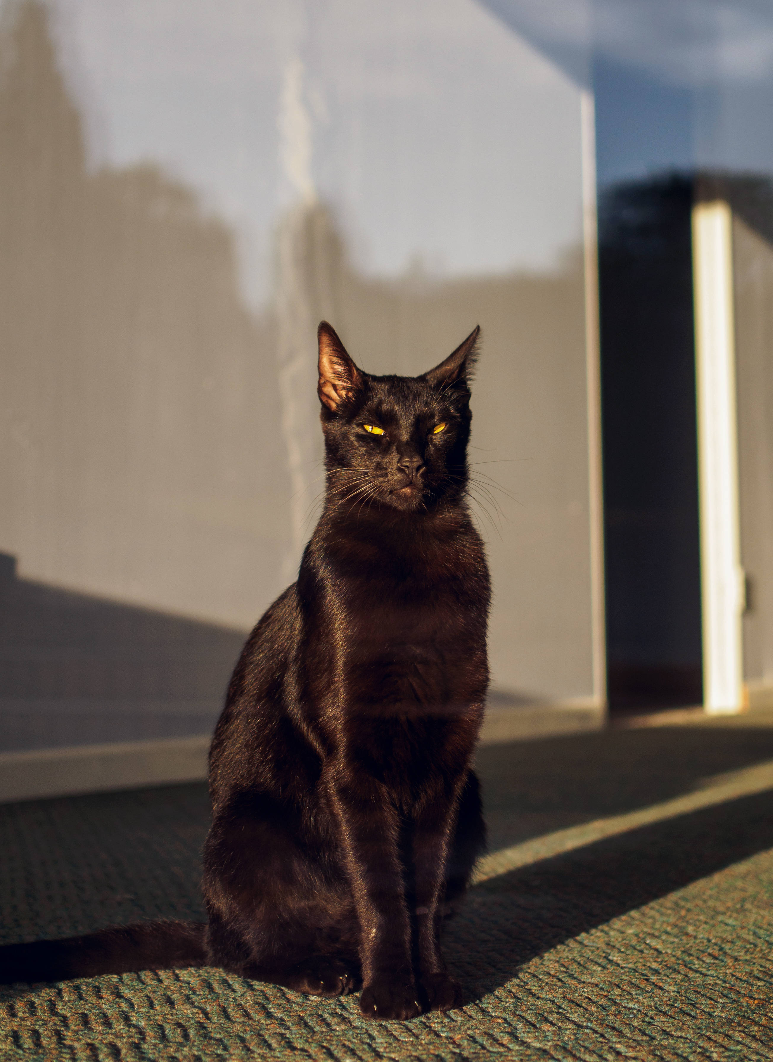Itim na Pusa sa May Bintanang Maaraw Wallpaper