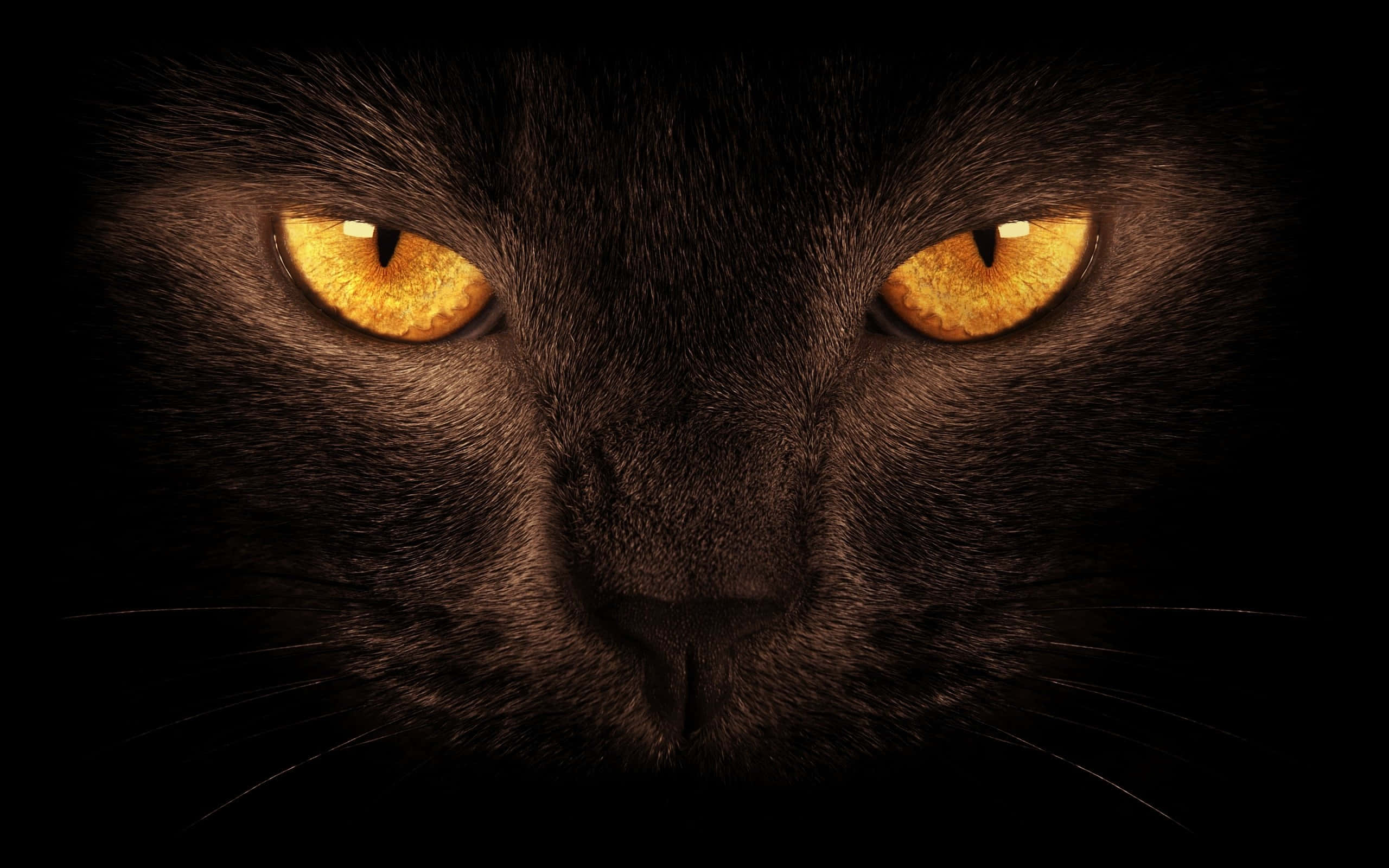 Itim na pusang sumisilip sa dilim na may tusong tingin. Wallpaper