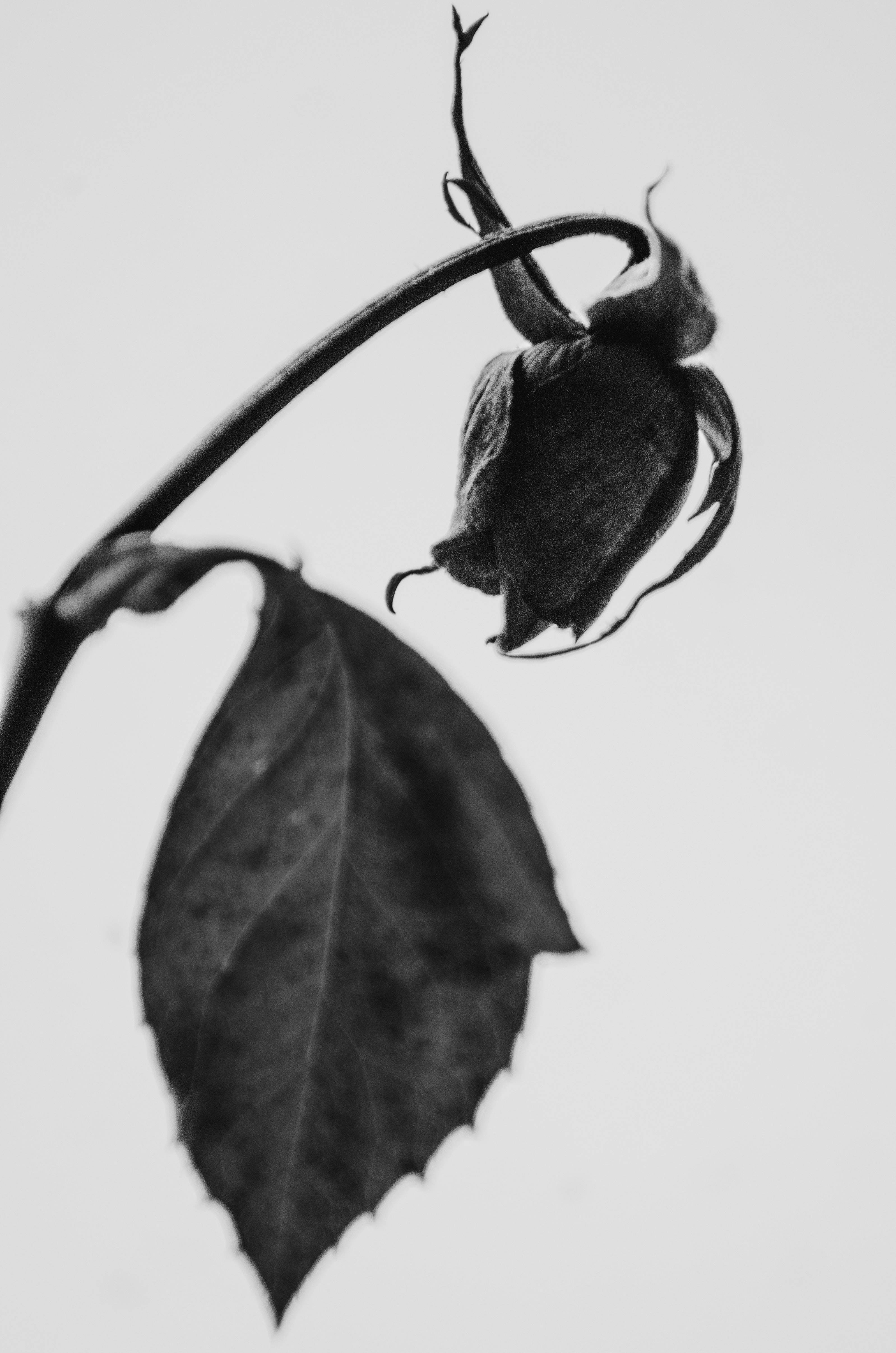Itim na Rosas na Nalanta para sa iPhone Wallpaper