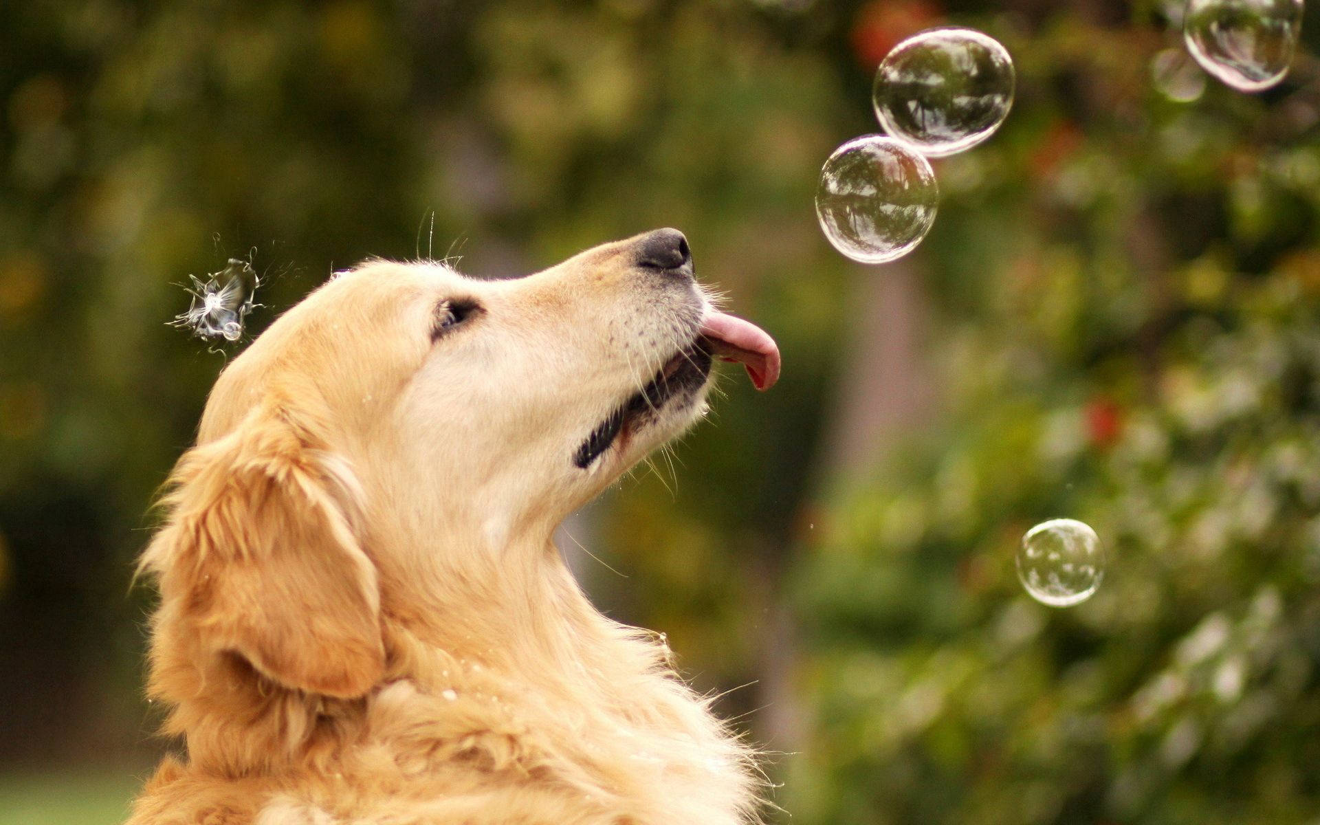 Itong Golden Retriever ay mahilig maglaro ng mga bula! Wallpaper