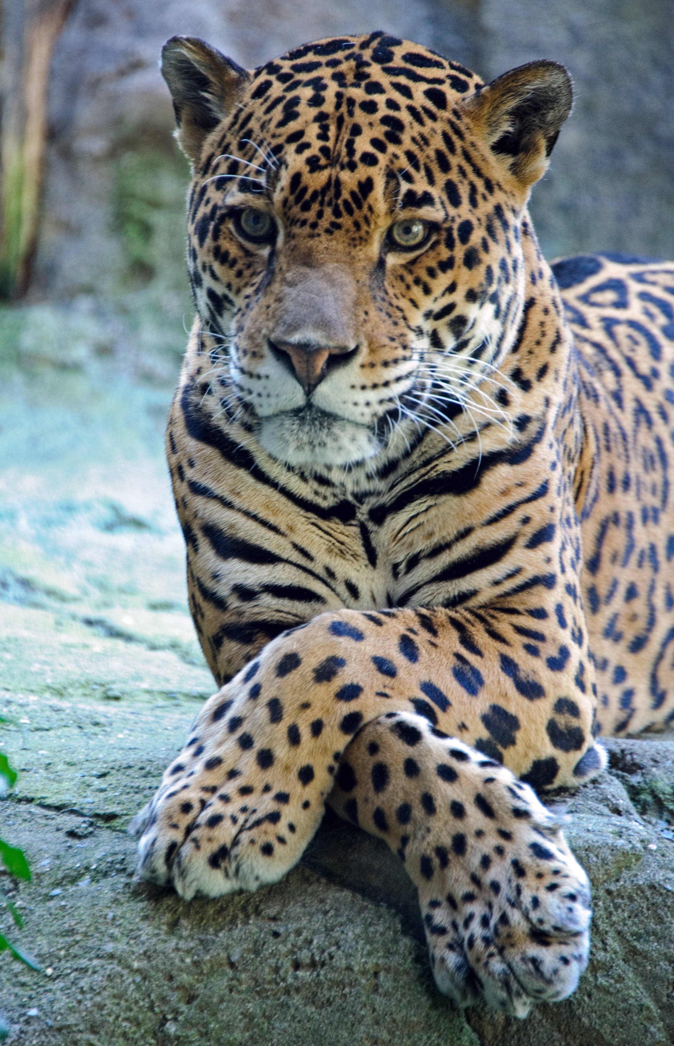 Jaguar na Naka-cross ang mga Paws Wallpaper