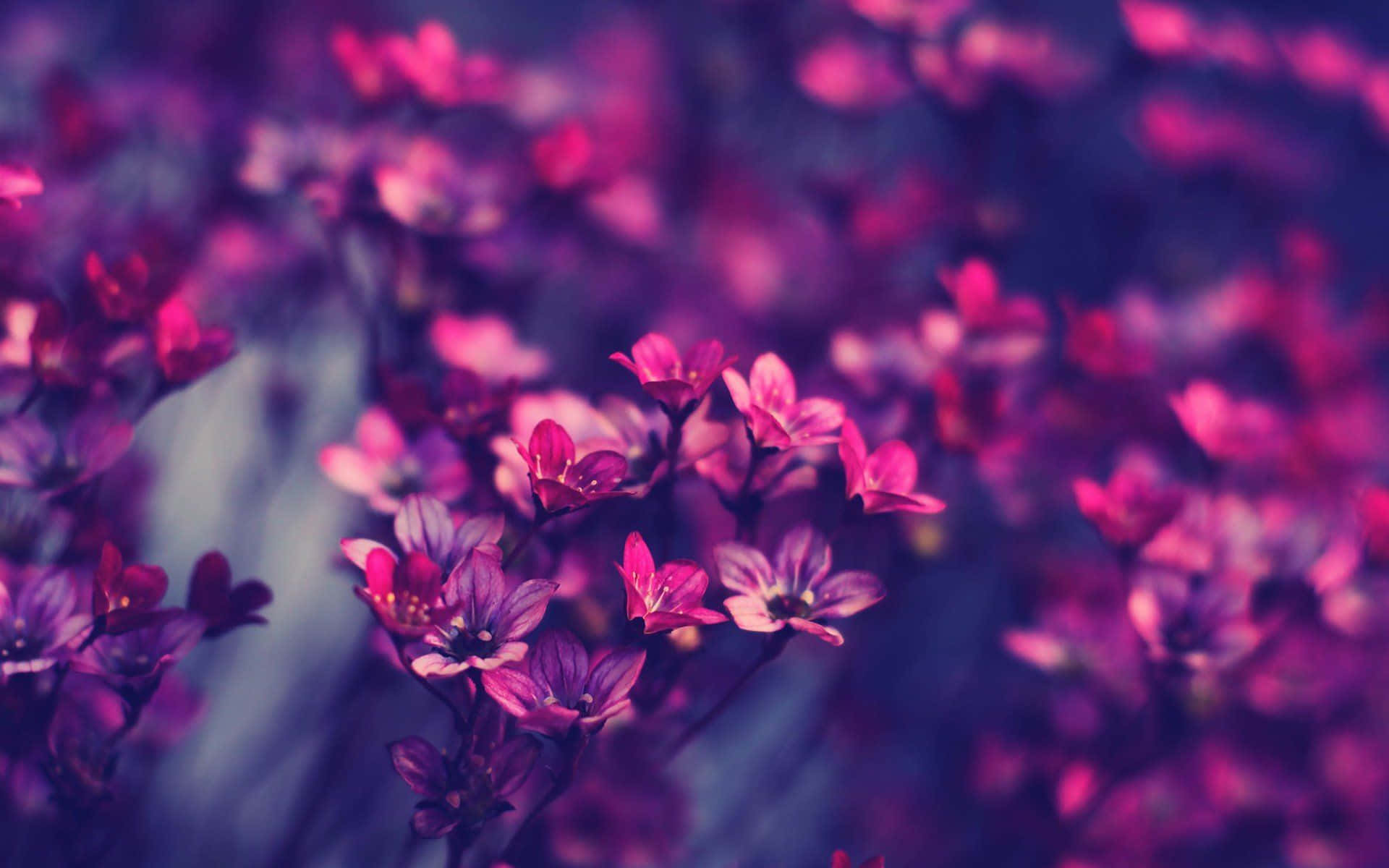 Kaakit-akit na Aesthetic na Bulaklak na Background Wallpaper