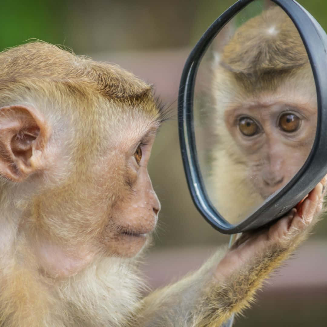Kaakit-akit na Cute Monkey Wallpaper