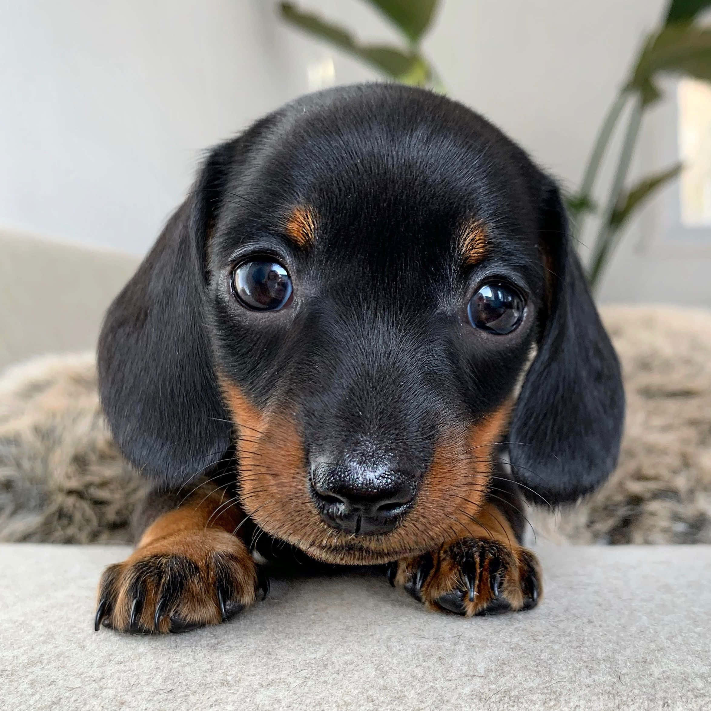 Kaakit-akit na Dachshund Puppy Wallpaper