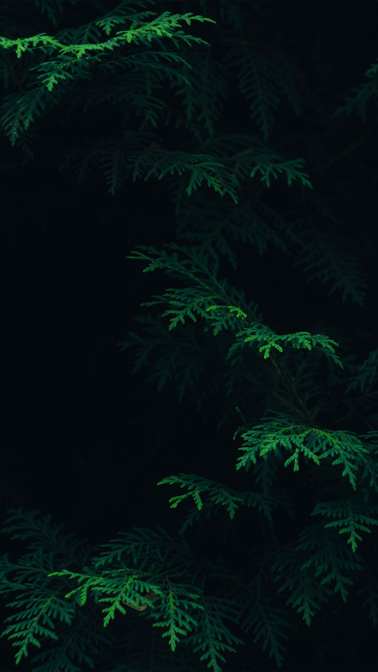 Kaakit-akit na Maitim na Berdeng Aesthetic Gradient Background Wallpaper