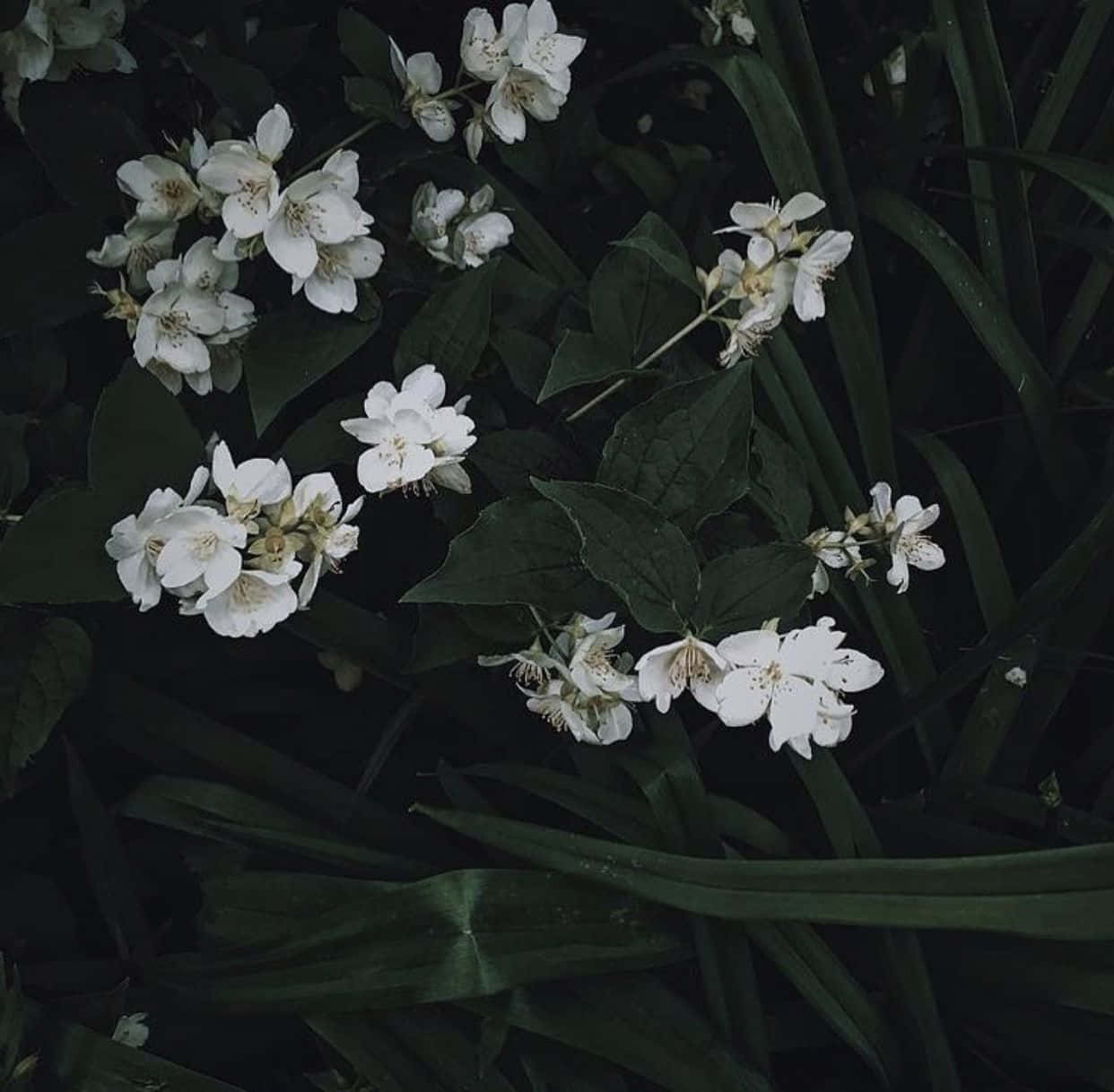 Kaakit-akit na Madilim na Berdeng Aesthetic na Background Wallpaper