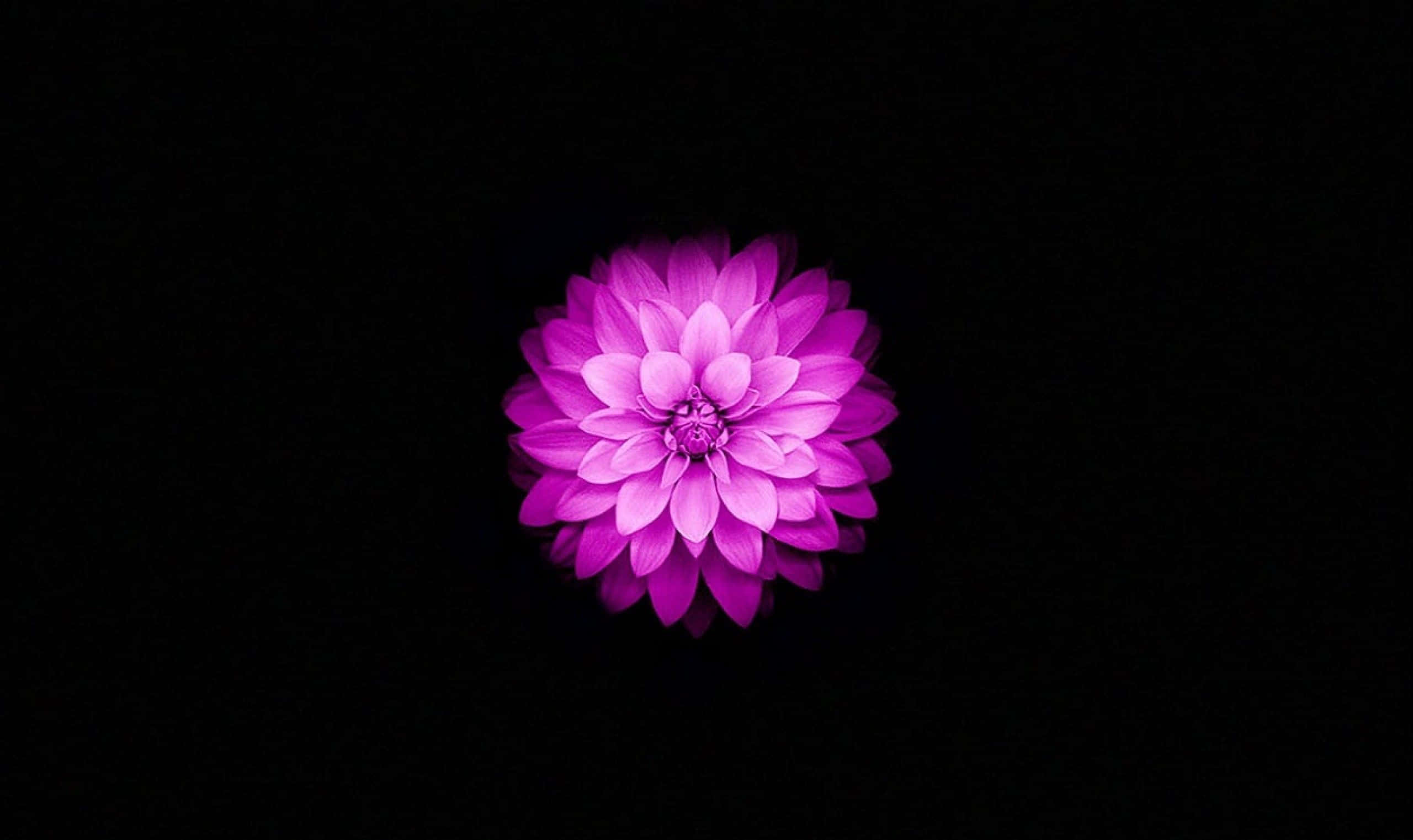 Kaakit-akit na Pamumulaklak ng Lotus Wallpaper