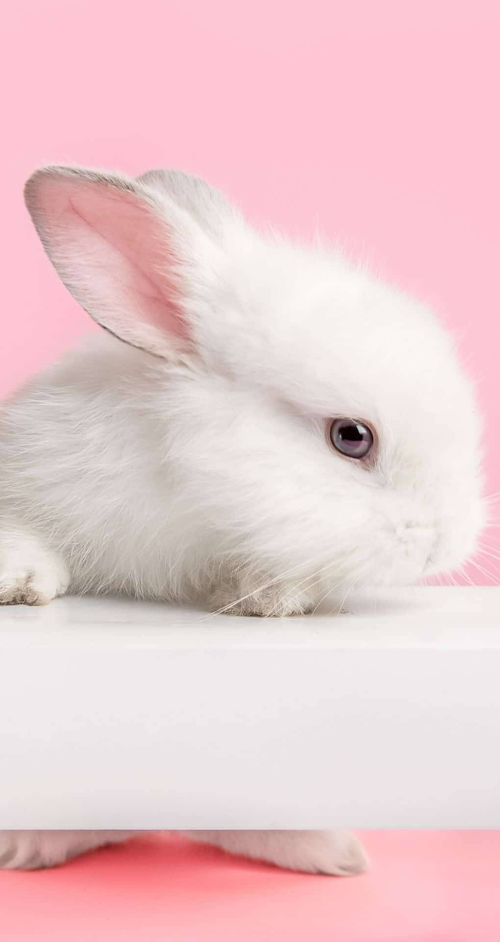 Kaakit-akit na Puting Kuneho na may Pink na Tainga - Wallpaper para sa iPhone Wallpaper