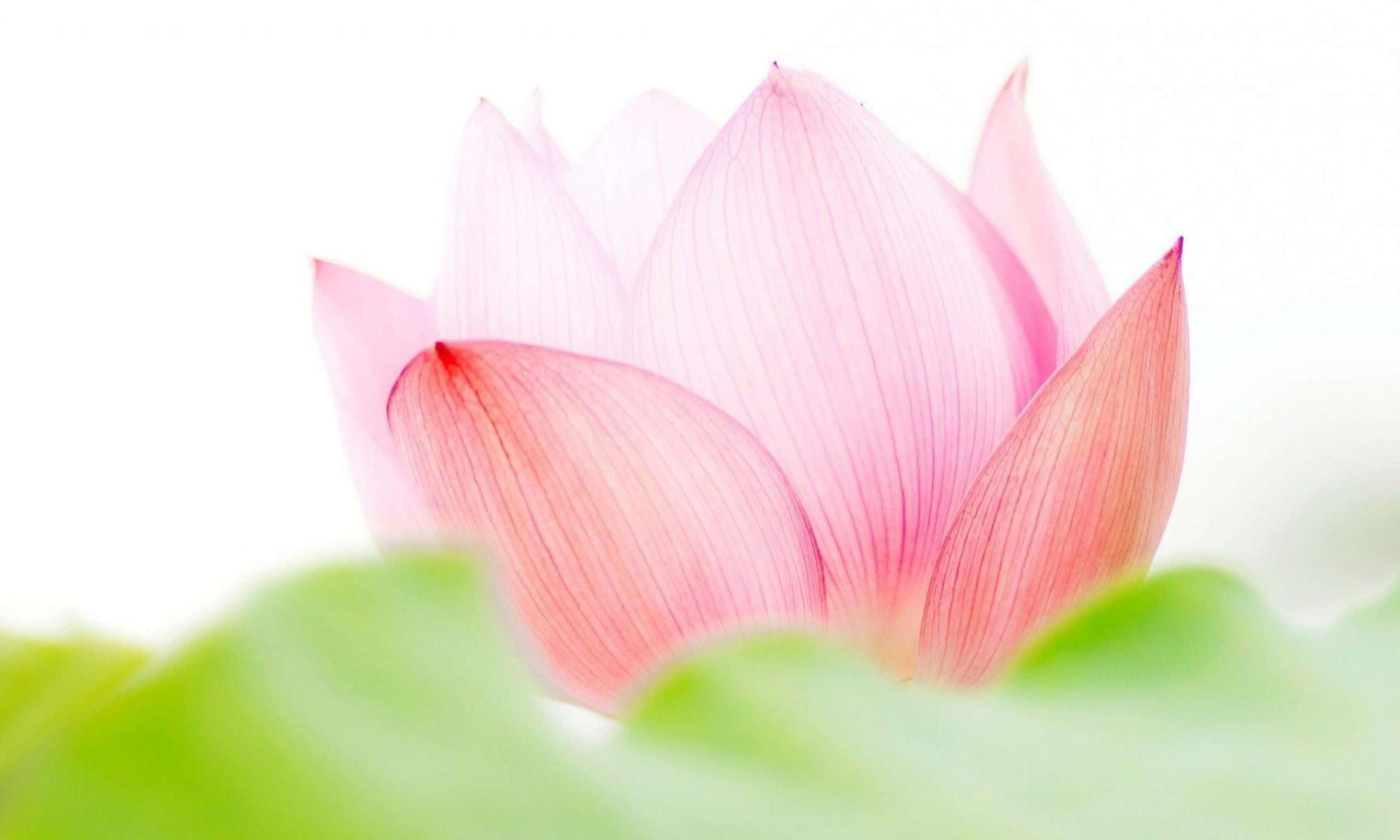 Kaakit-akit na Rosas na Bulaklak ng Lotus Wallpaper