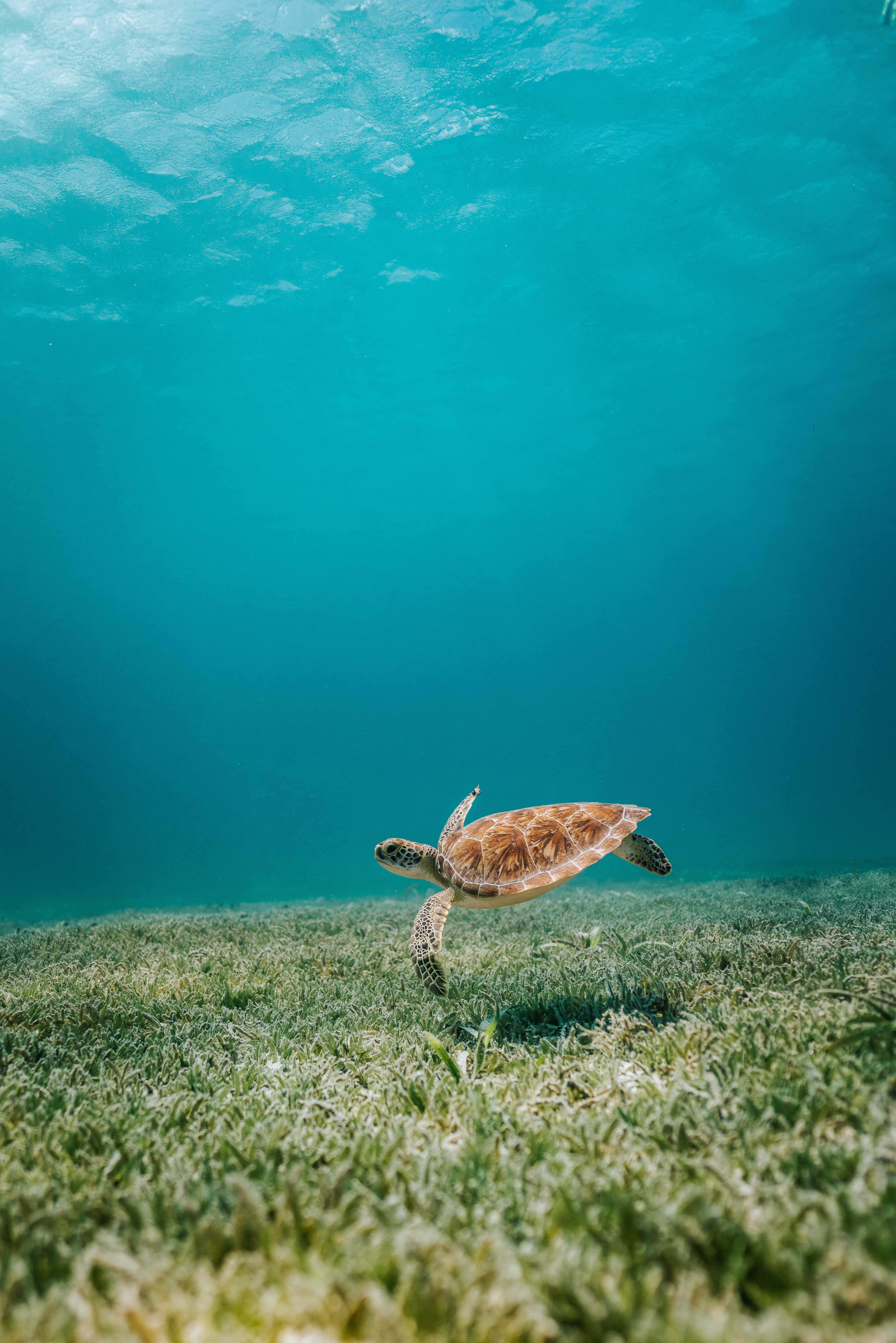 Kaakit-akit na Sea Turtle iPhone Background Wallpaper