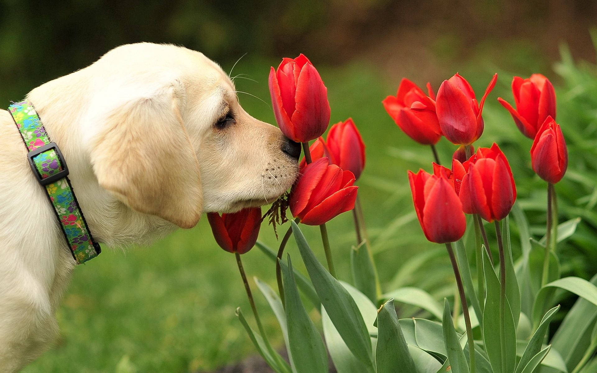 Kagalakan ng Tagsibol para sa Cute na Labrador Puppy na Ito Wallpaper