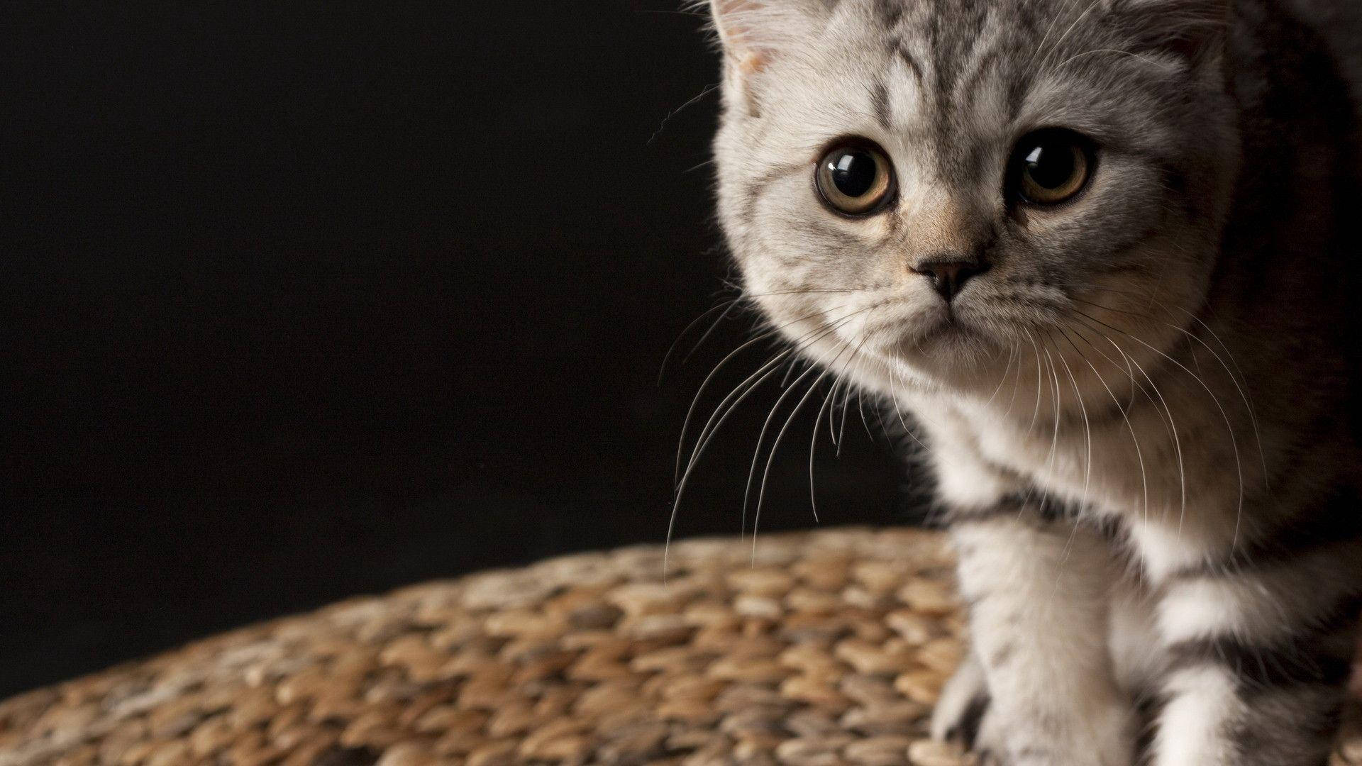 Kagandahan ng Pusang Maharlika Wallpaper