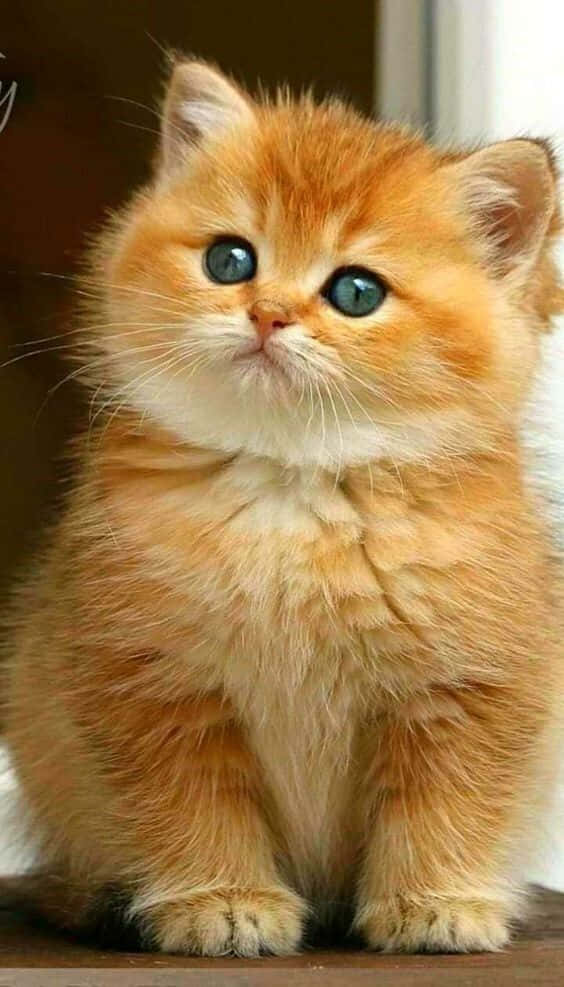 Kagandahan ng Pusa sa Mataas na Resolusyon Wallpaper