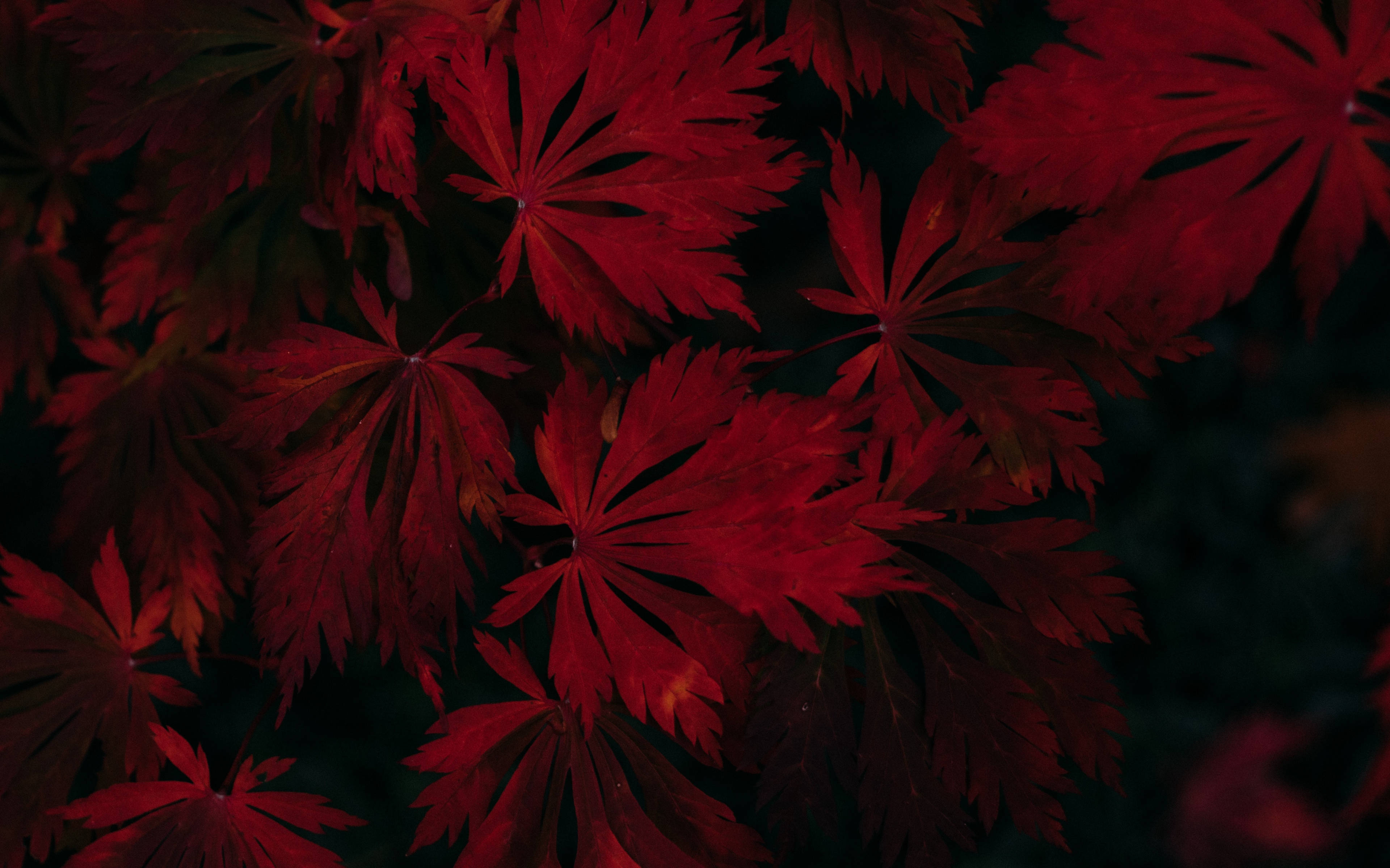 Kagandahan ng Taglagas – Madilim na Pula na Dahon ng Maple Wallpaper