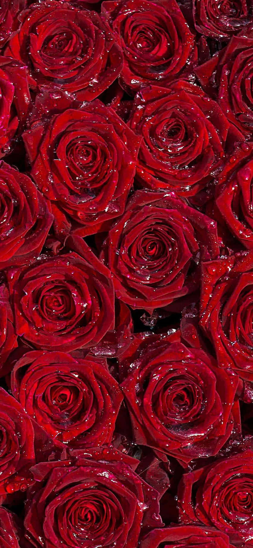"Kagandahan sa Burgundy" Wallpaper