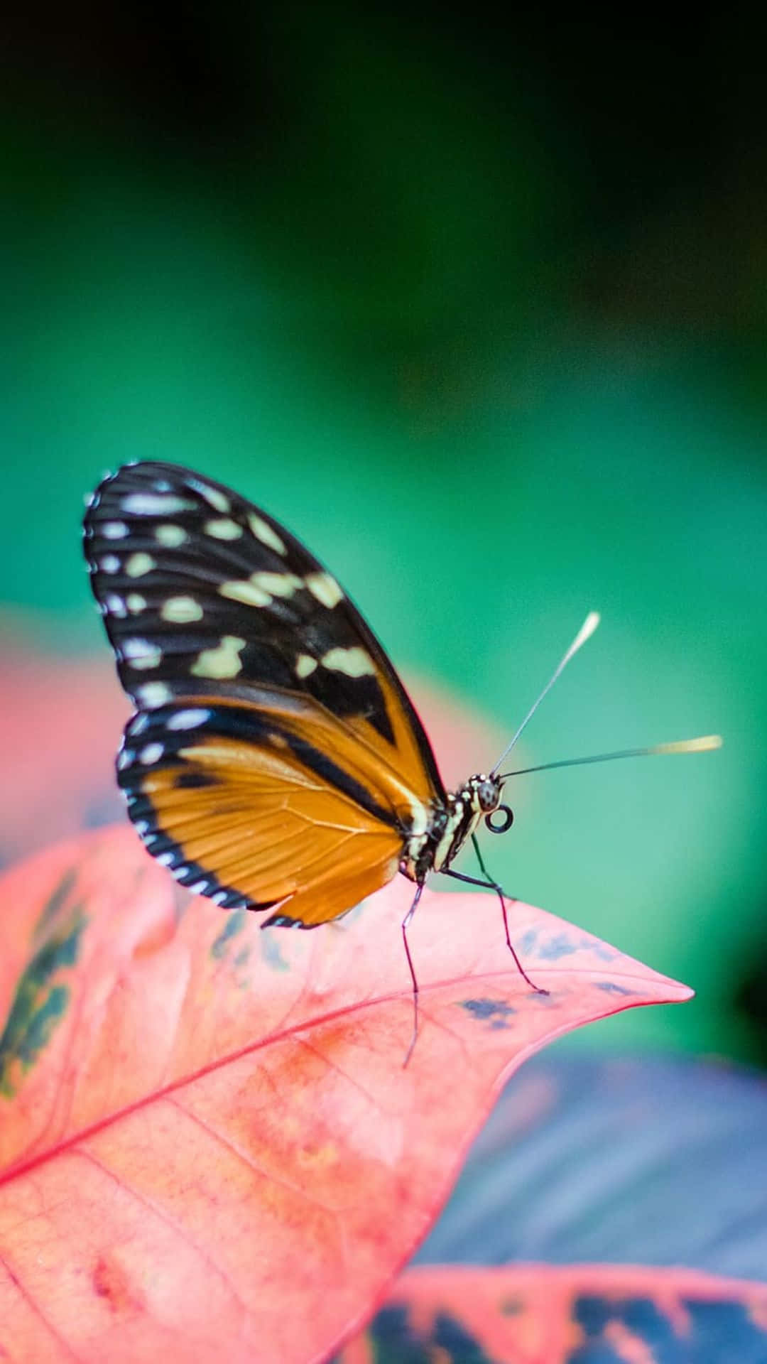 Kagandahang Lumilipad - Aesthetic na Butterfly Wallpaper