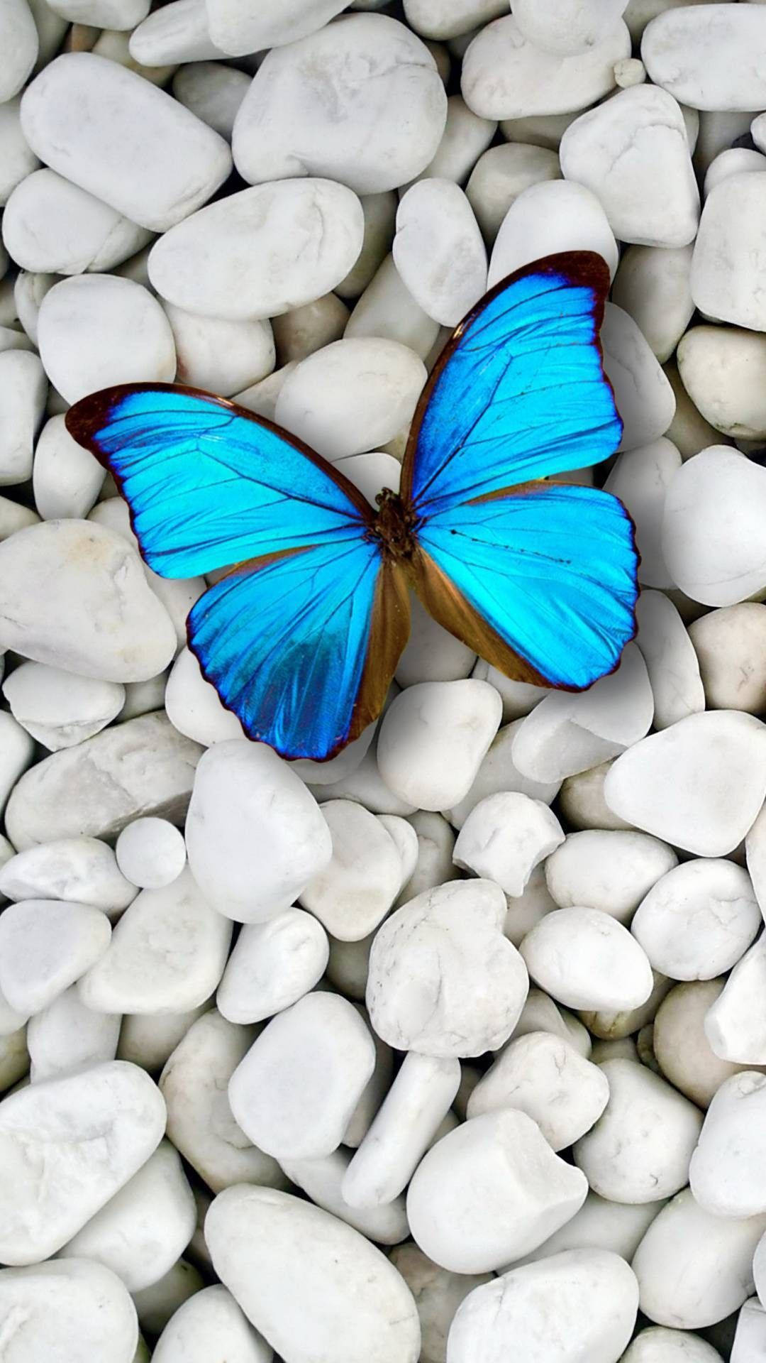 Kagandahang Lumilipad sa Screen - Butterfly iPhone Wallpaper