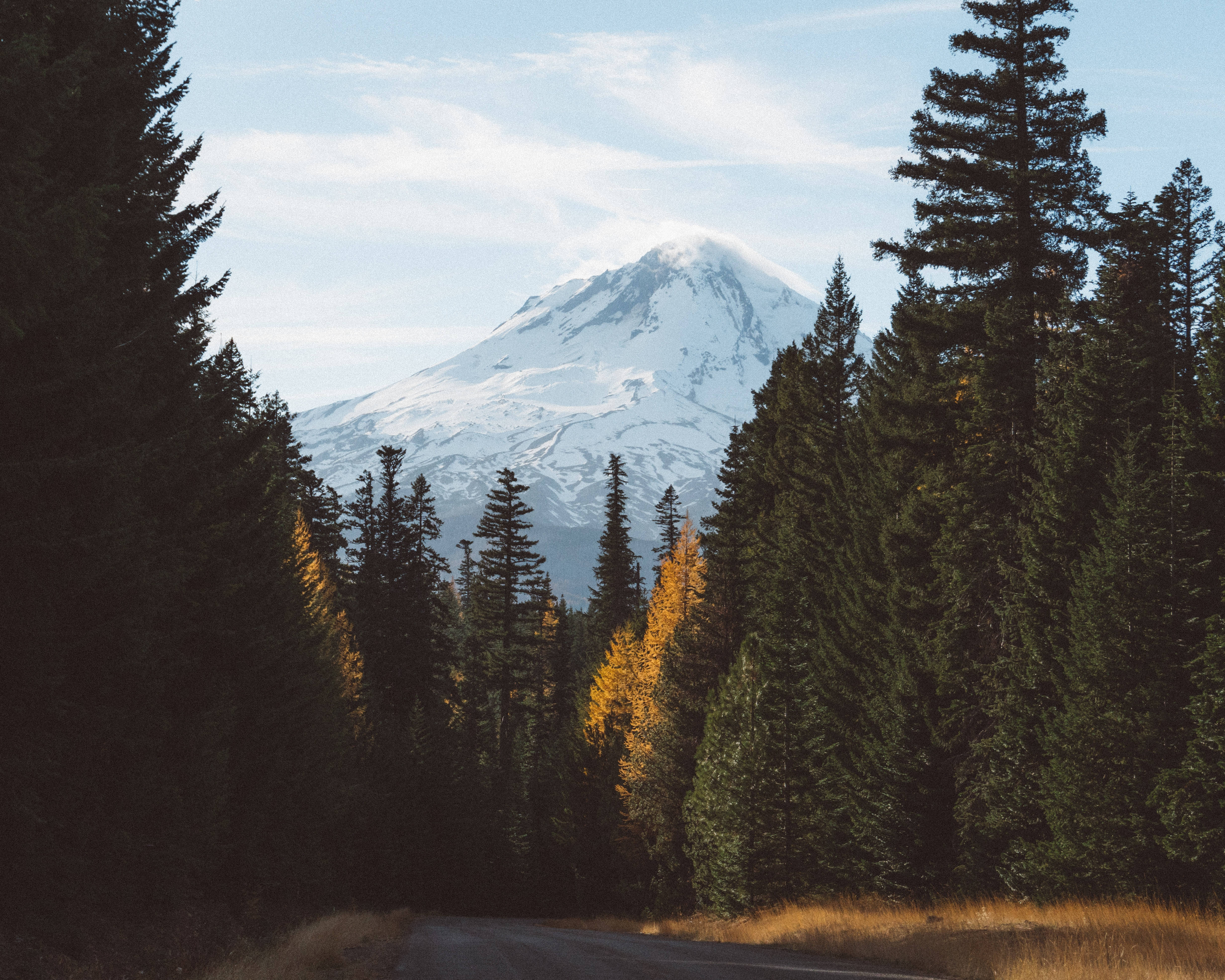 Kagubatan na may Nagyeyelong Bundok Wallpaper