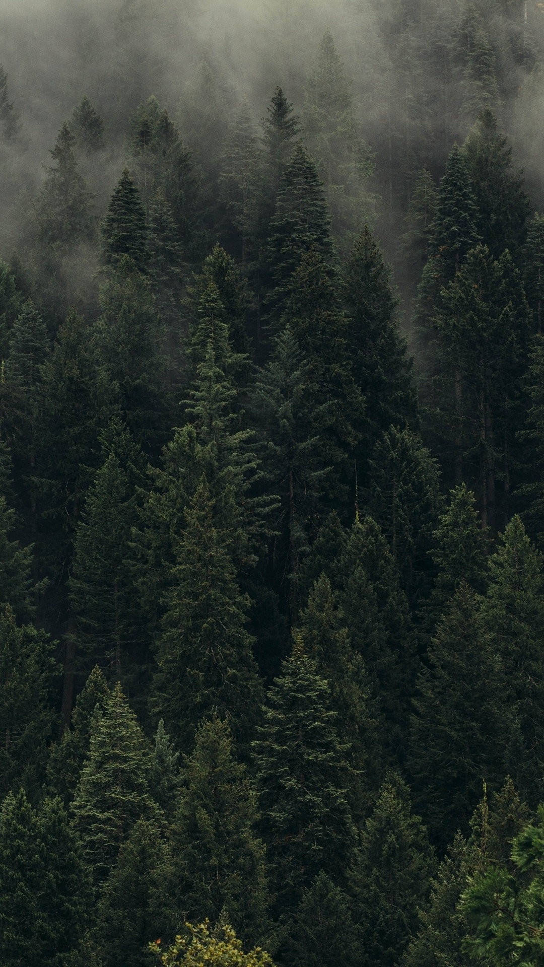 Kagubatan ng Pine na Maulap para sa iPhone Wallpaper