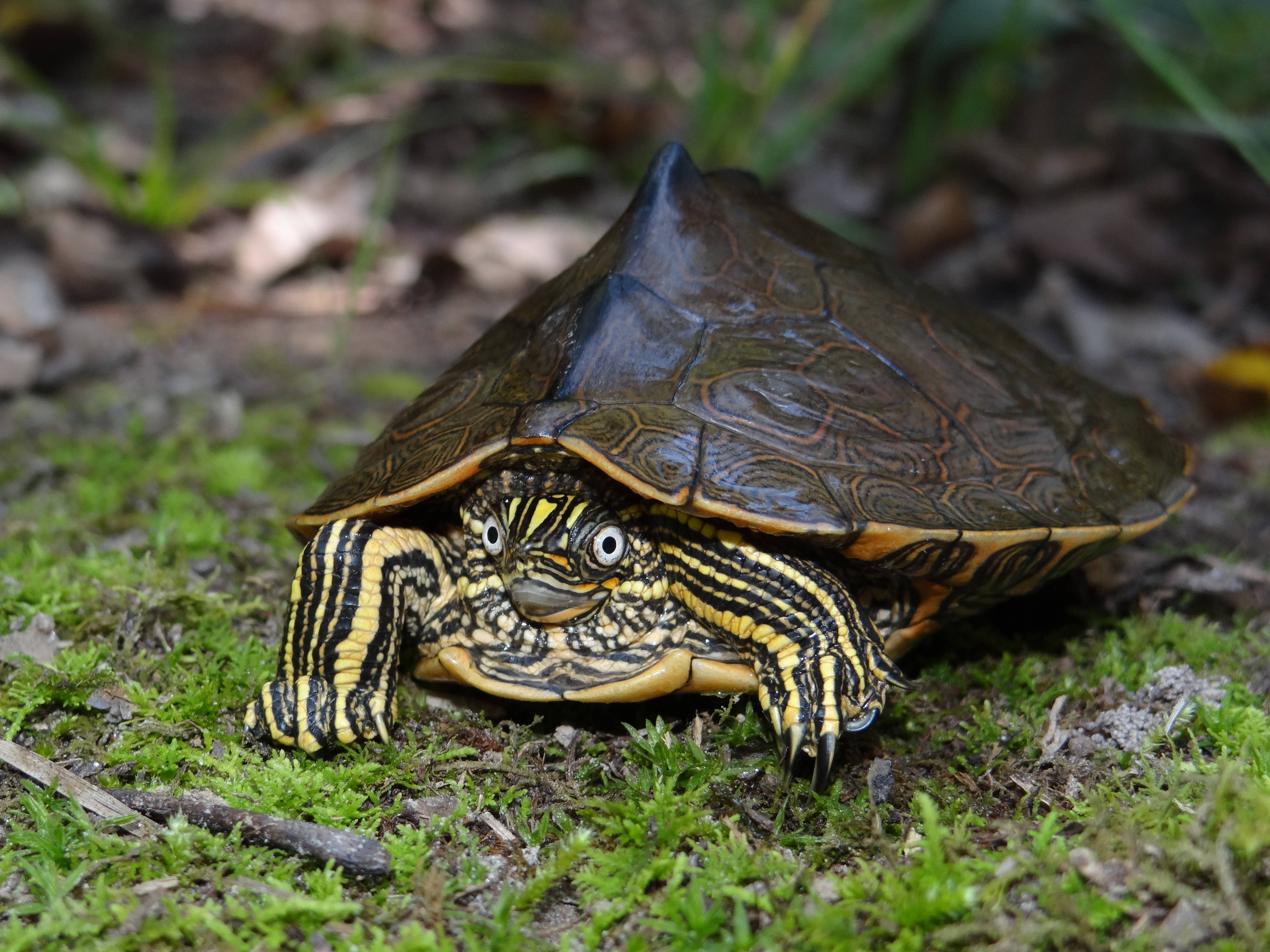 Kahanga-hangang Larawan ng Sabine Map Turtle Wallpaper