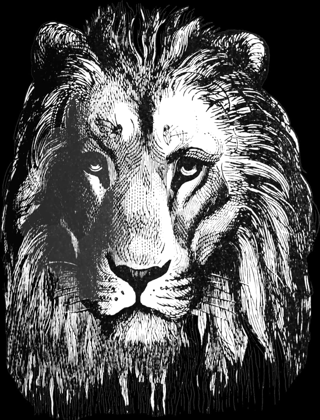 Kahanga-hangang Sining ng Guhit ng Leon Wallpaper