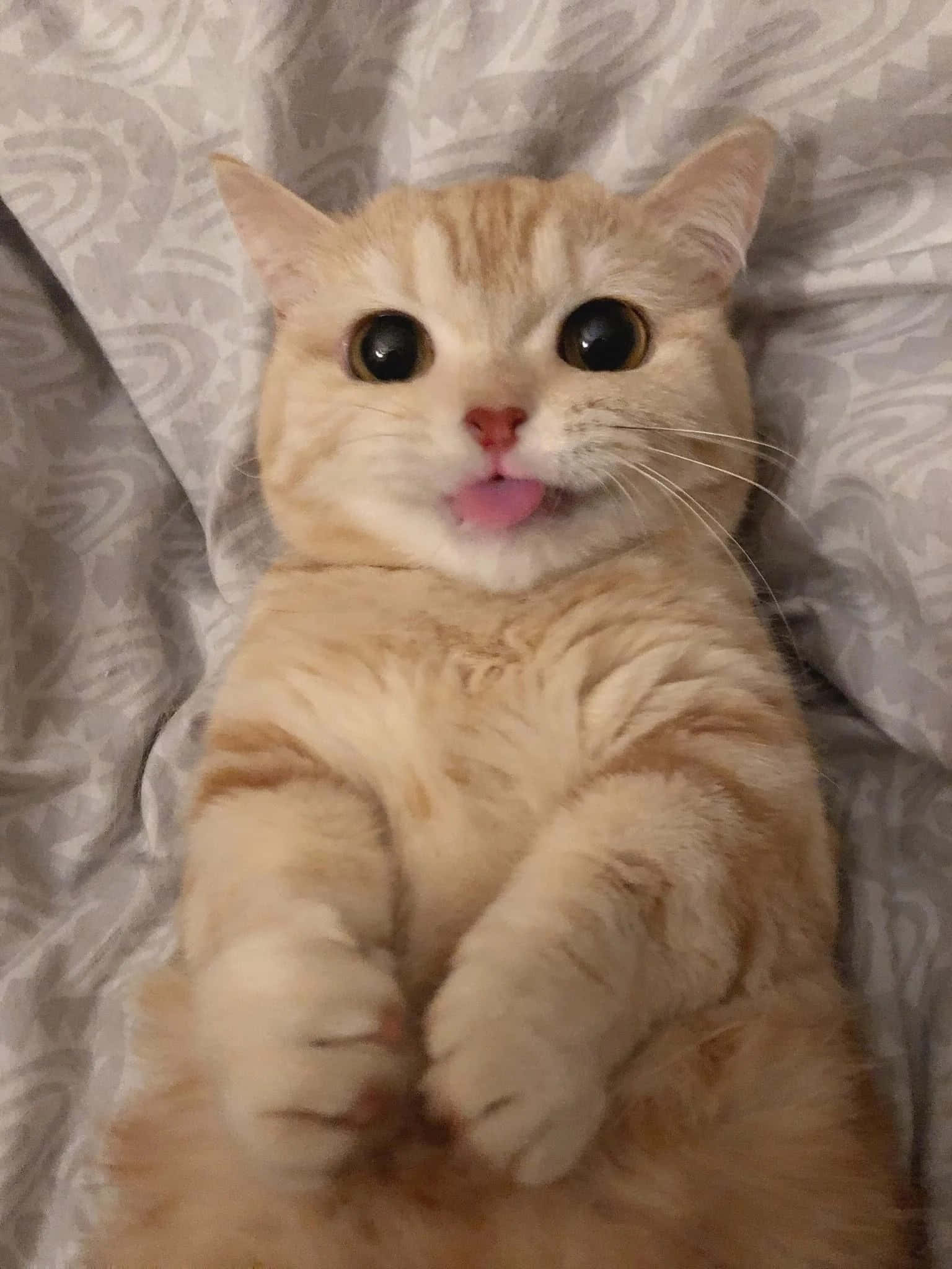 Kaibig-ibig na Aesthetic na Pusa sa Sikat ng Araw Wallpaper