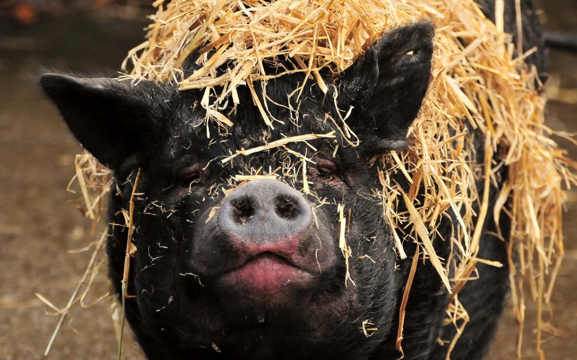 Kaibig-ibig na Baboy sa Bukid Wallpaper