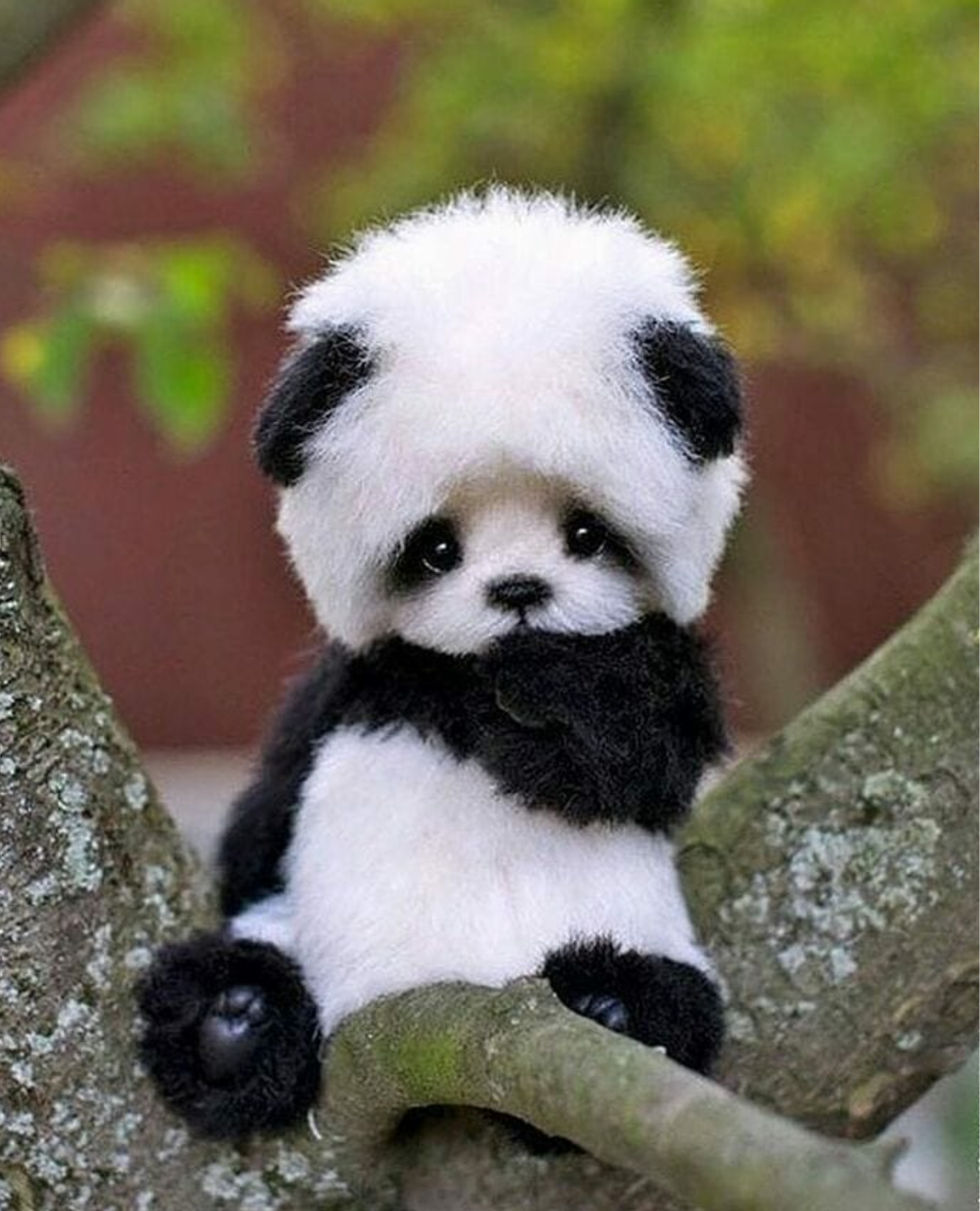 Kaibig-ibig na Baby Panda na Naglalaro ng Lobito Wallpaper