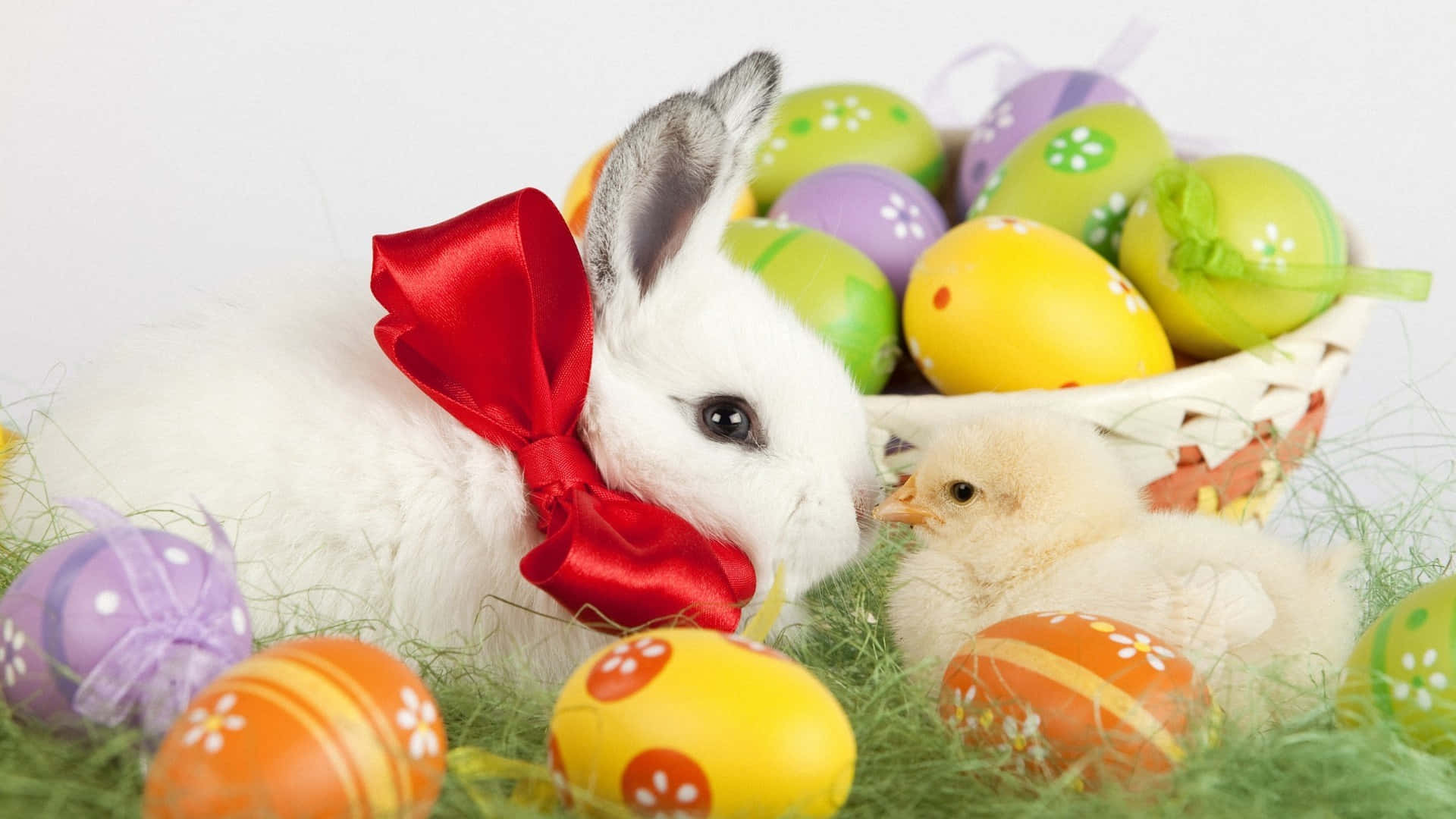 Kaibig-ibig na Easter Bunny na may Makukulay na Itlog sa Luntiang Background Wallpaper