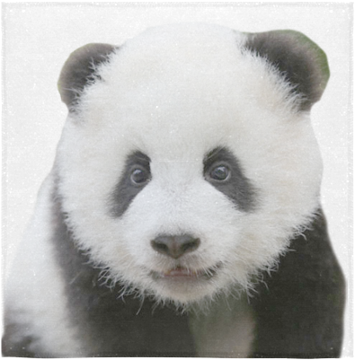 Kaibig-ibig na Larawan ng Panda Wallpaper
