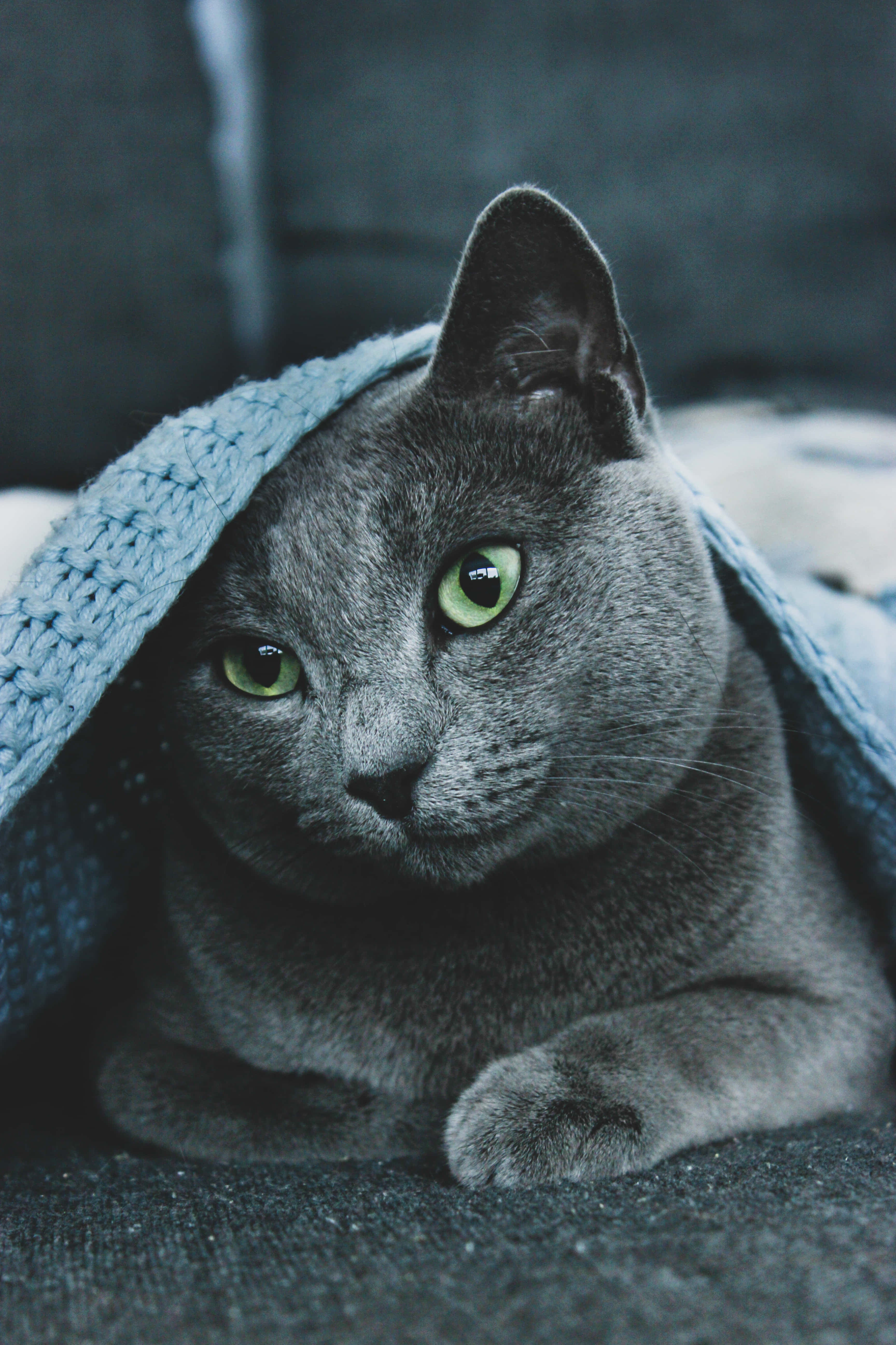 Kaibig-ibig na Russian Blue na Kuting Wallpaper