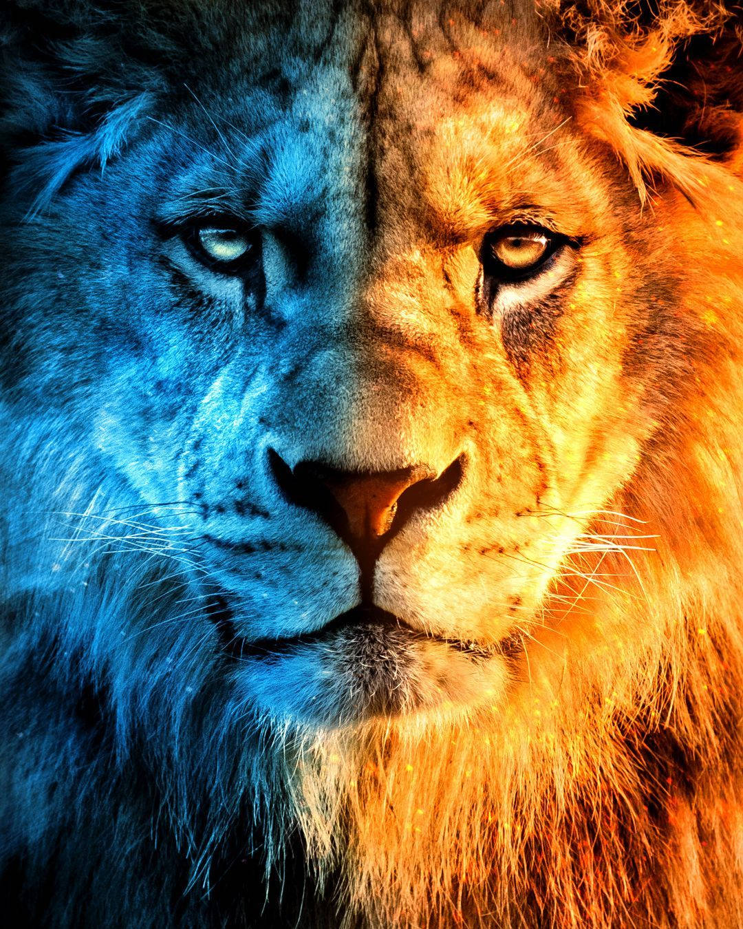 Kalahating Apoy na Leon na Justaposisyon Wallpaper