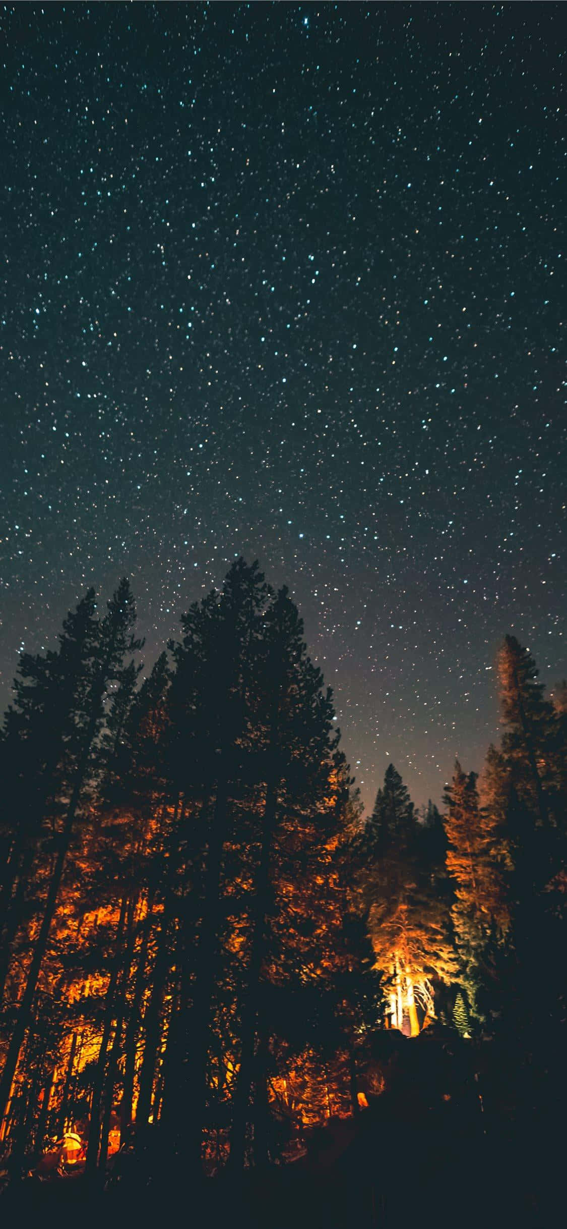kalangitan ng gabi na may mga bituin sa itaas ng gubat Wallpaper