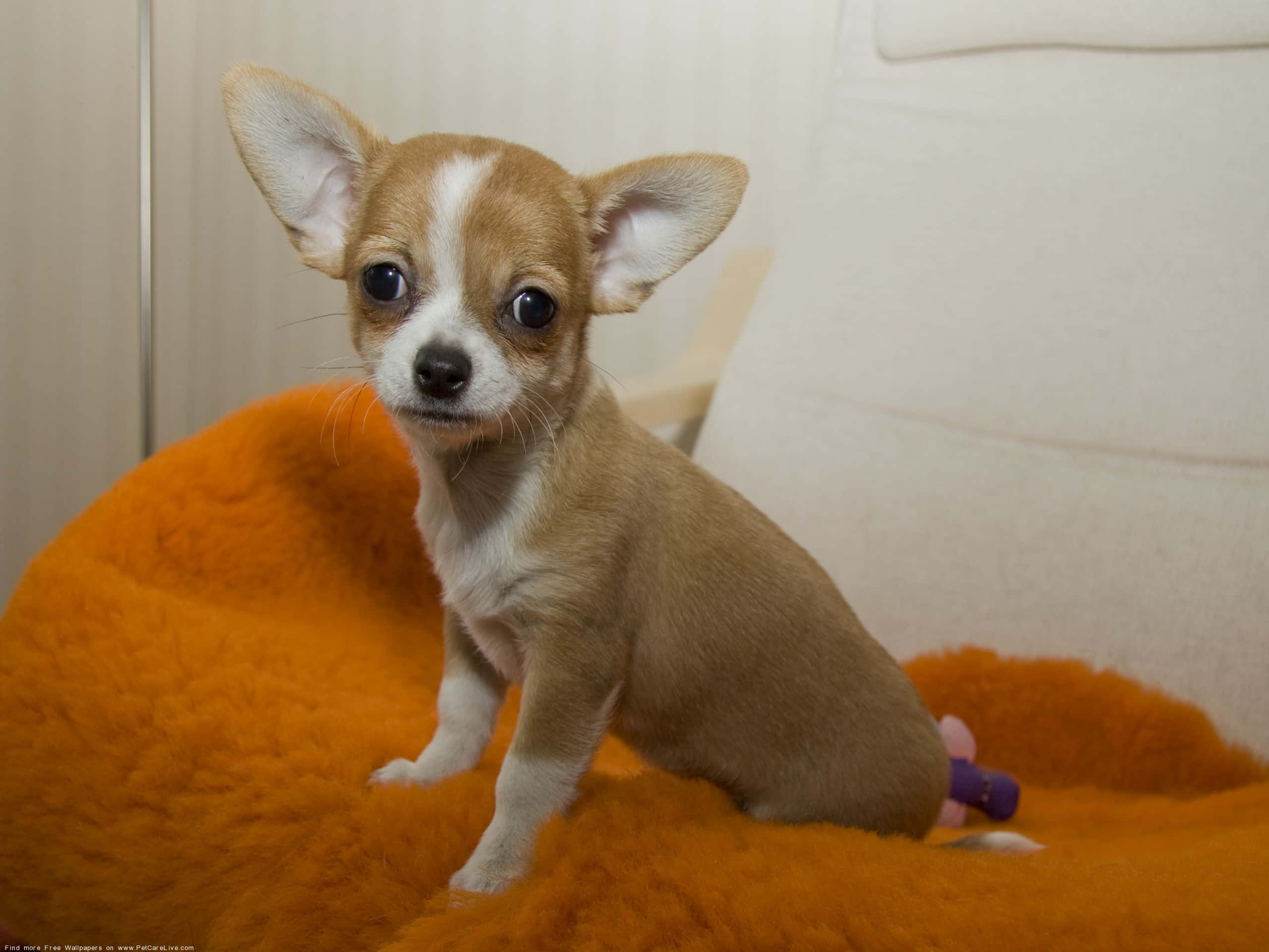 Kalmado at Cute na Brown Chihuahua na Aso Wallpaper