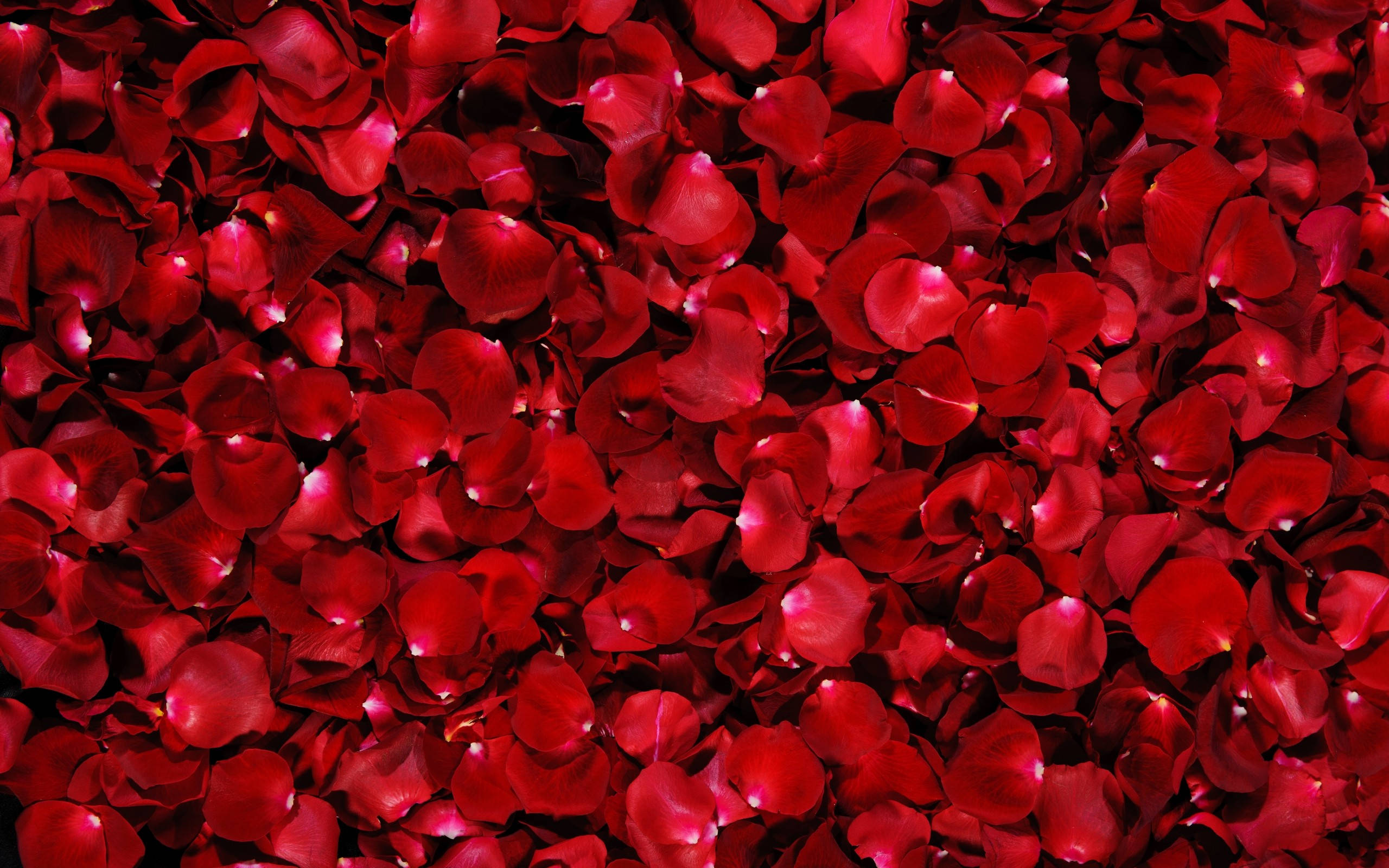 Kama ng mga Bulaklak na Rosas Wallpaper