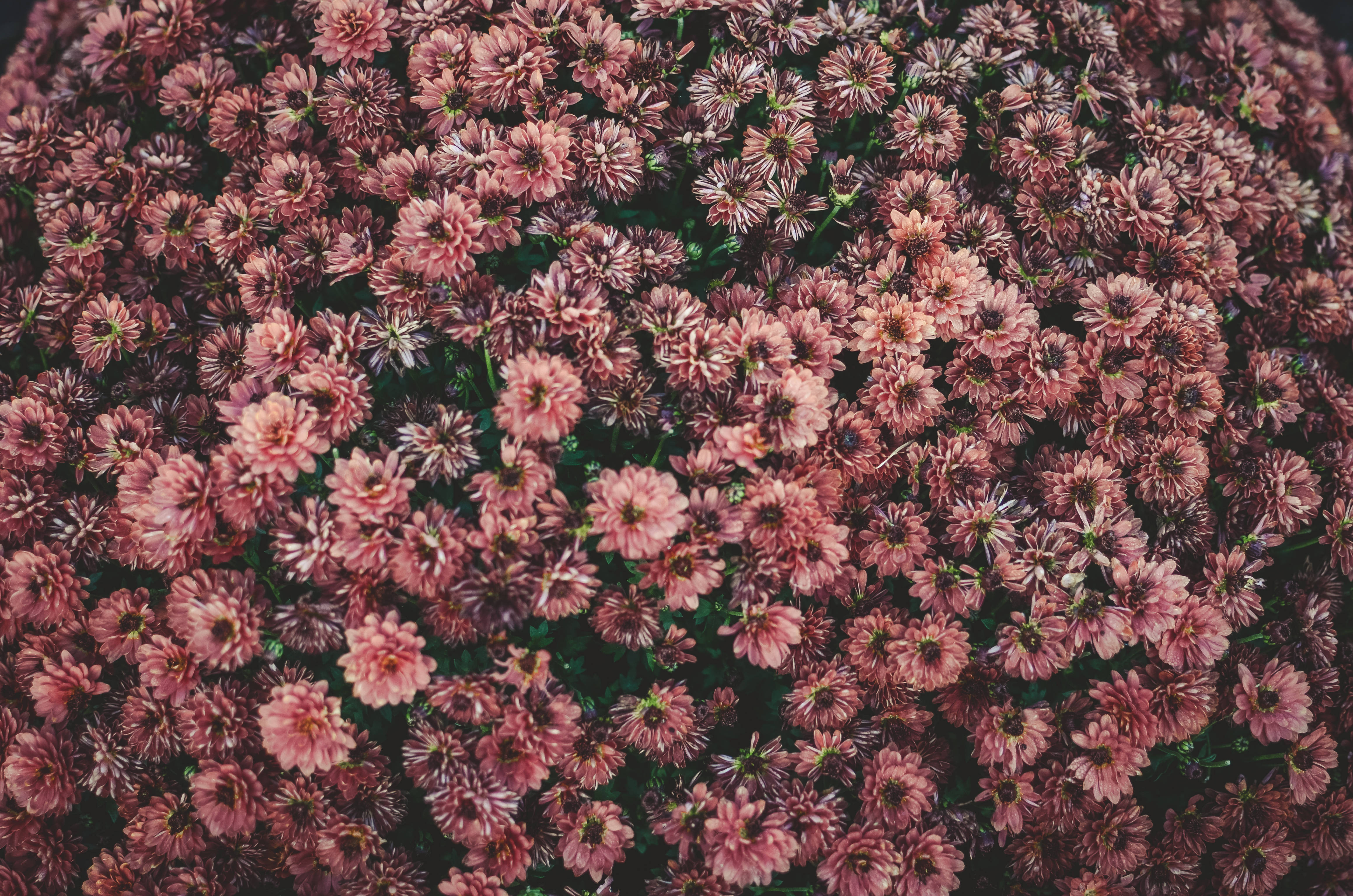 Kama ng Mga Pink na Aesthetic na Bulaklak Wallpaper