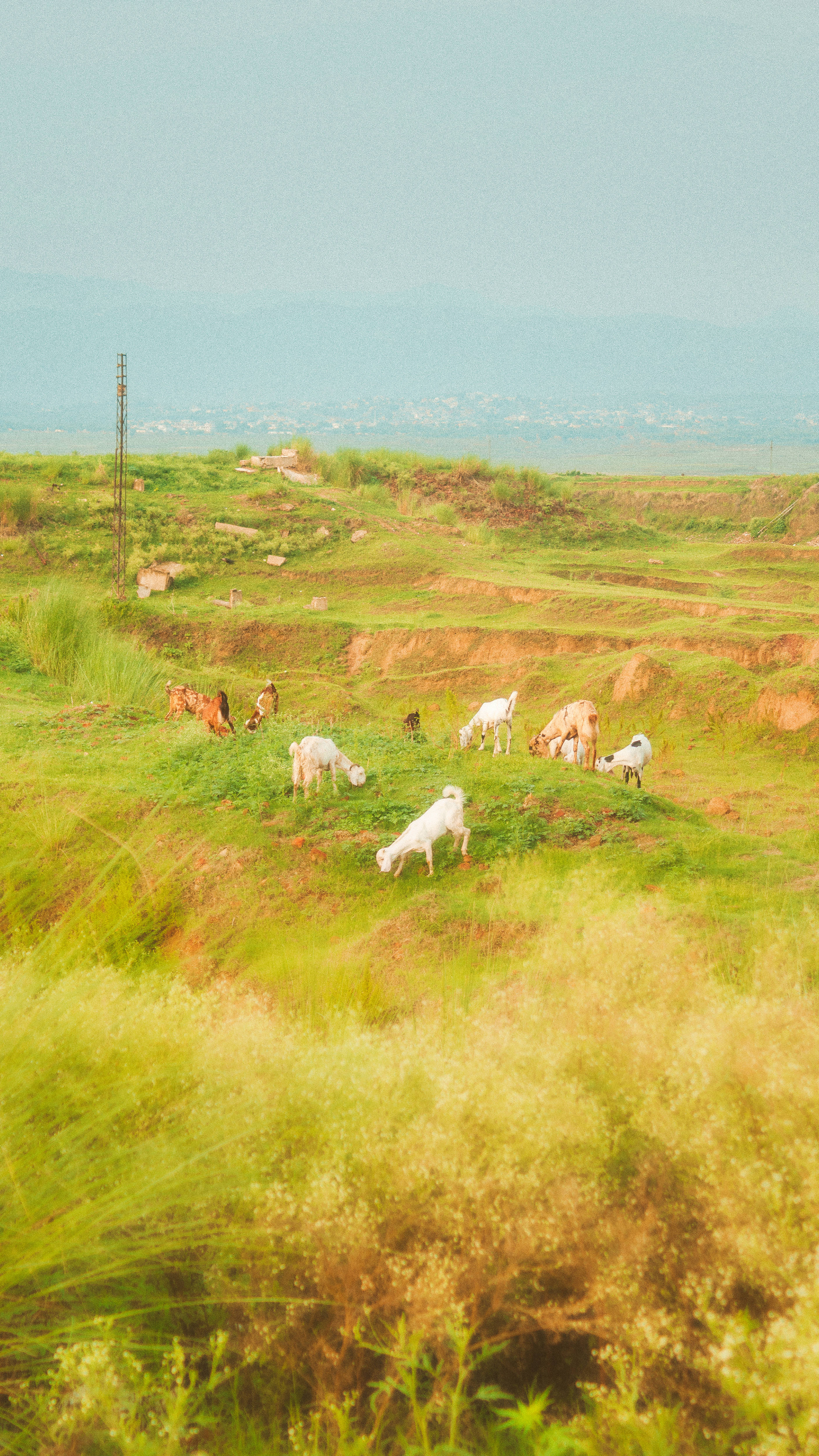 Kambing na Estetikang Cottagecore Wallpaper