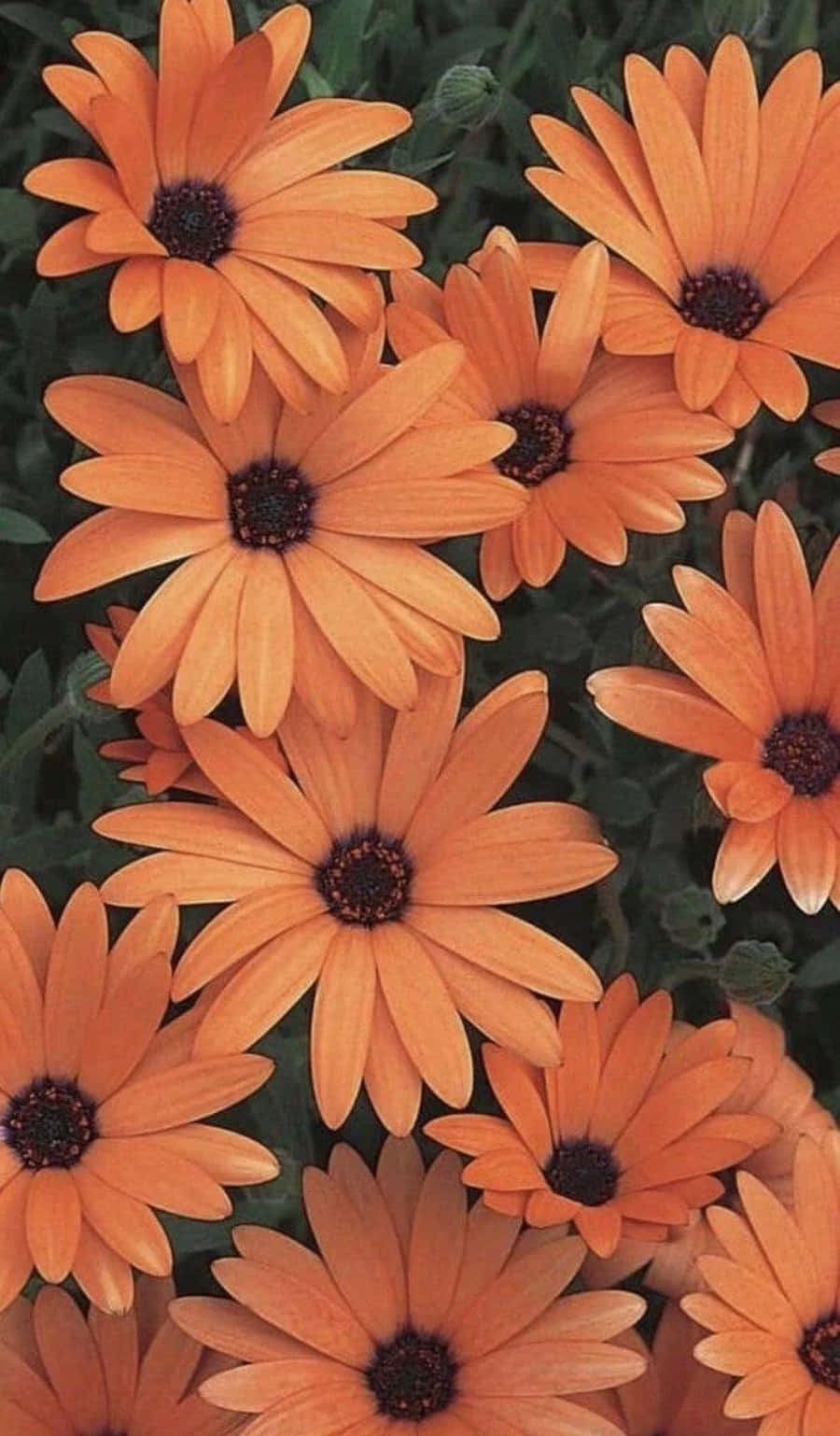 Kapansin-pansing orange aesthetic na may kulay-splash Wallpaper