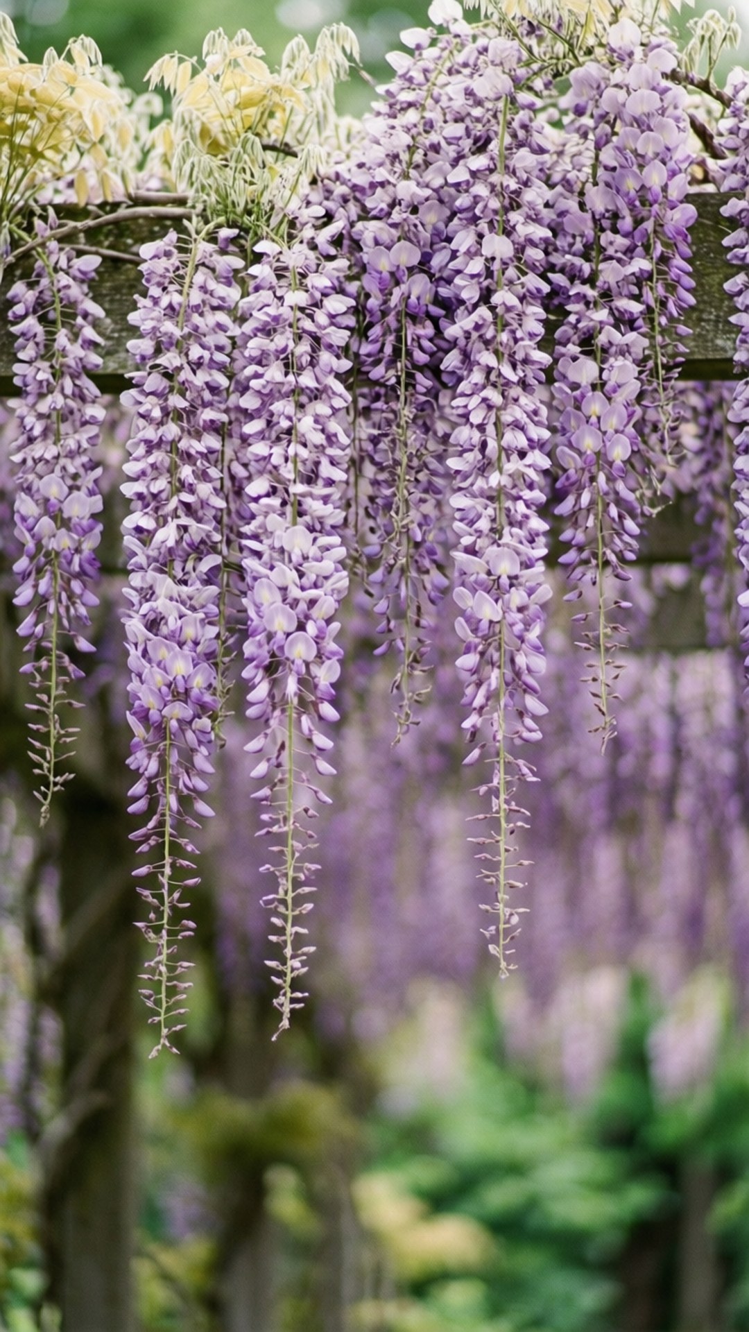 Kaskada ng Romantikong Wisteria Wallpaper
